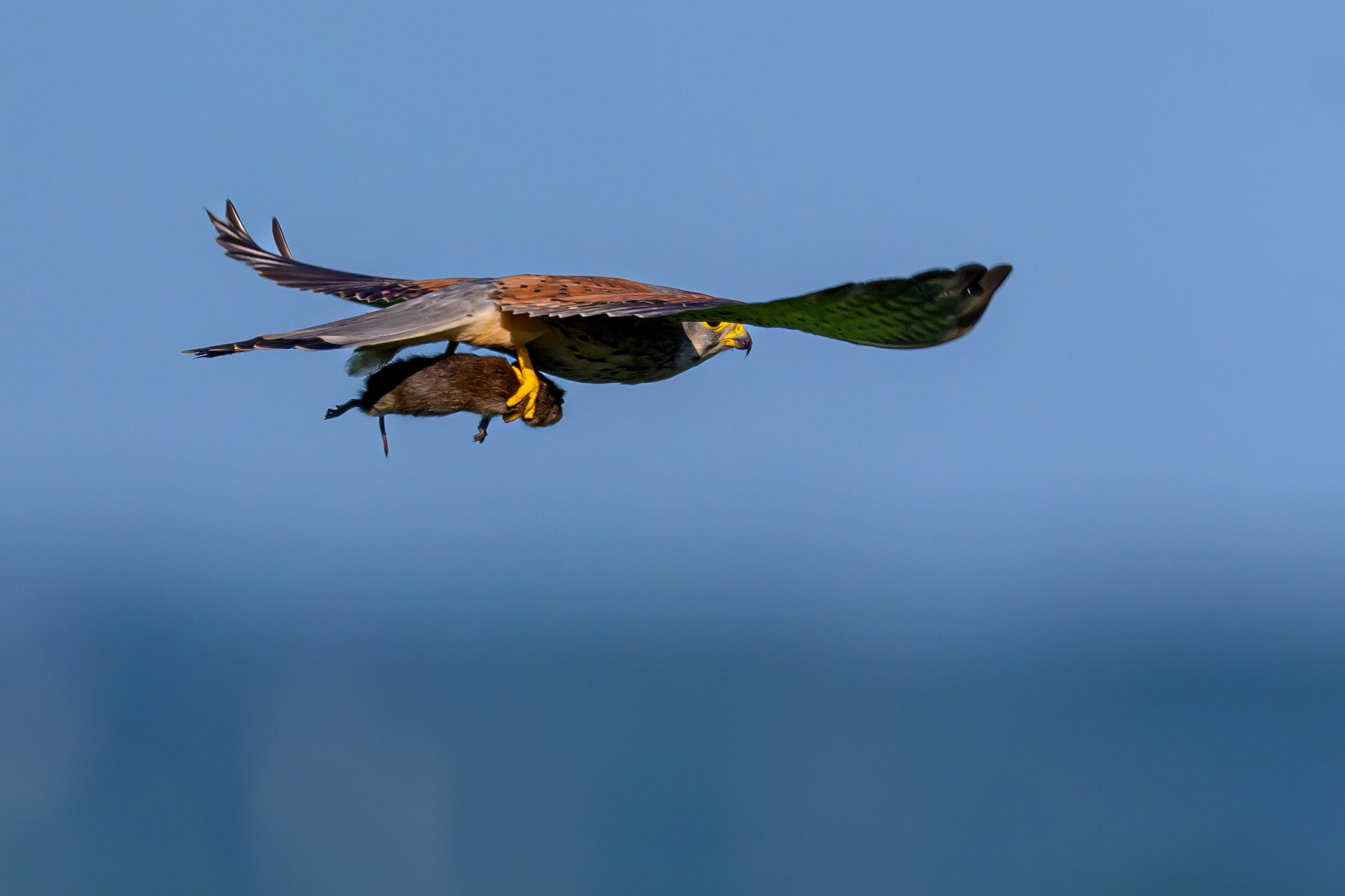 Пустельга и совы. Wildlife photography by Sergey Puponin