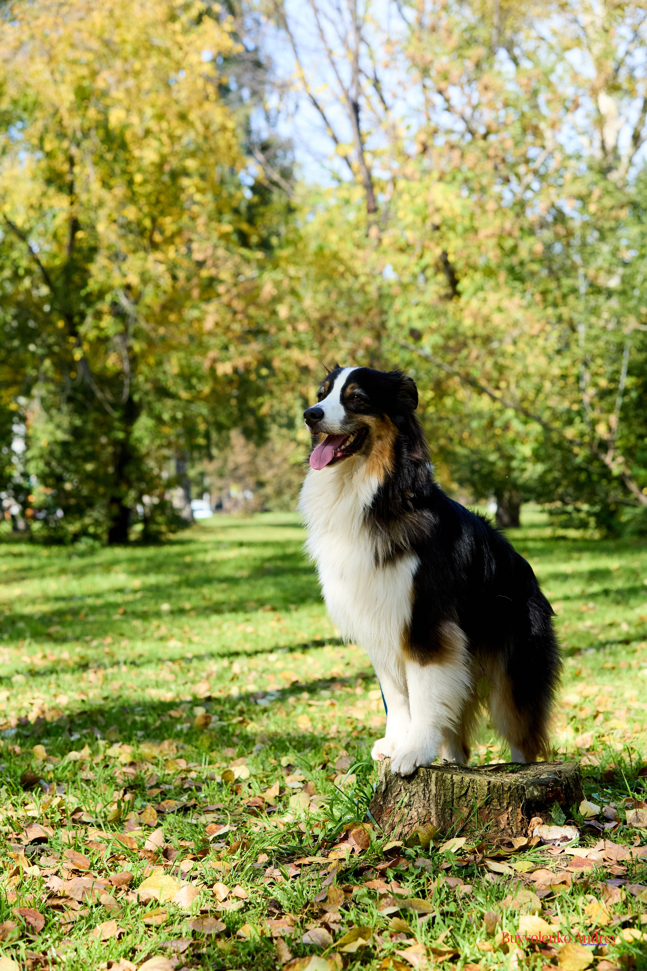 Басенджи и Аусси 21.09.2025. Buyvolenko Andrey