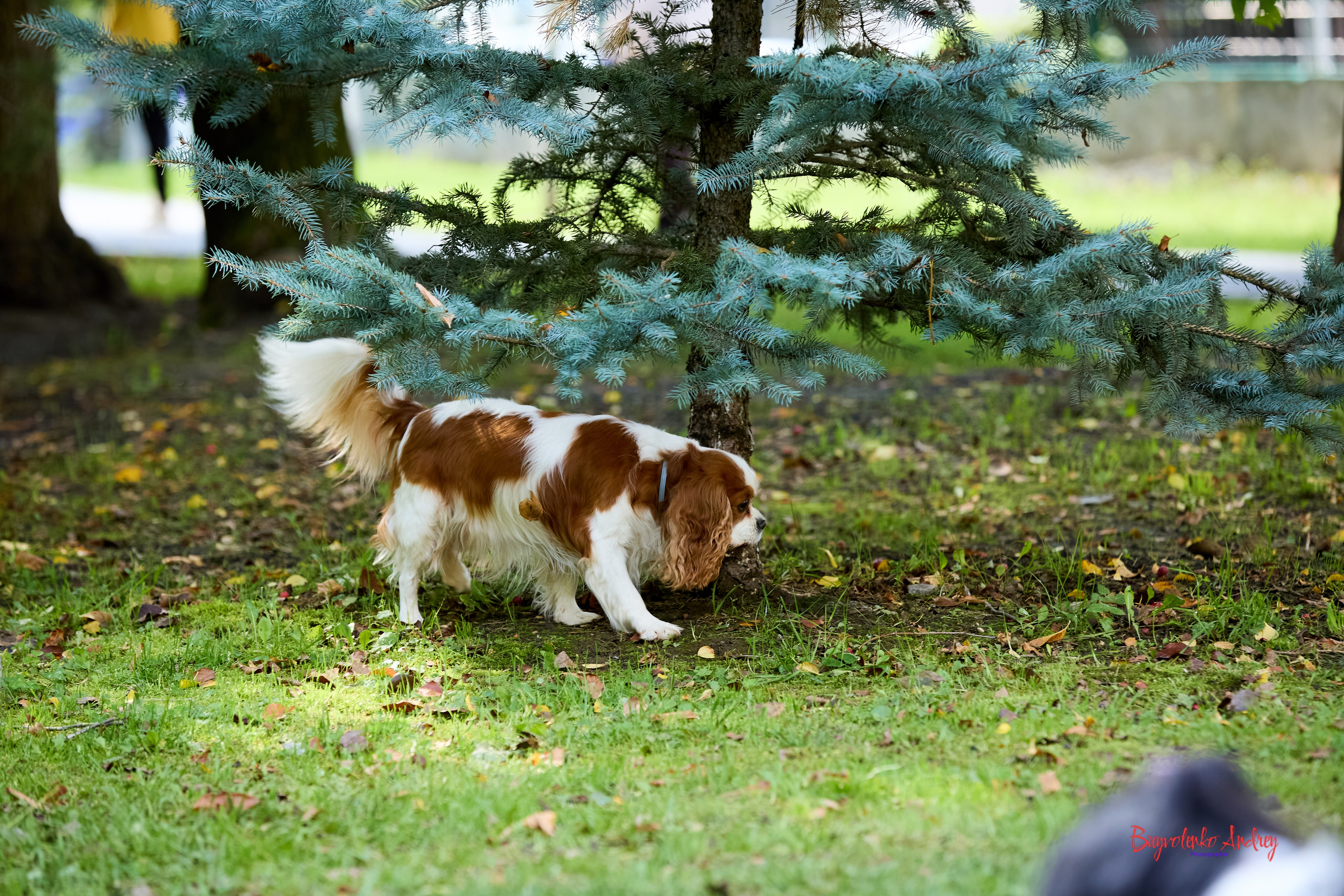 Фотопрогулка с кавалерами. Buyvolenko Andrey