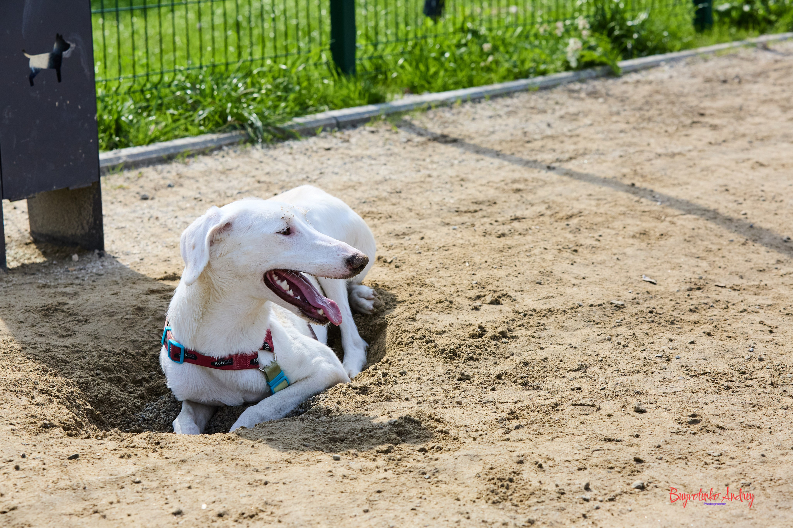 Проект фотопрогулка с хвостиком. Buyvolenko Andrey