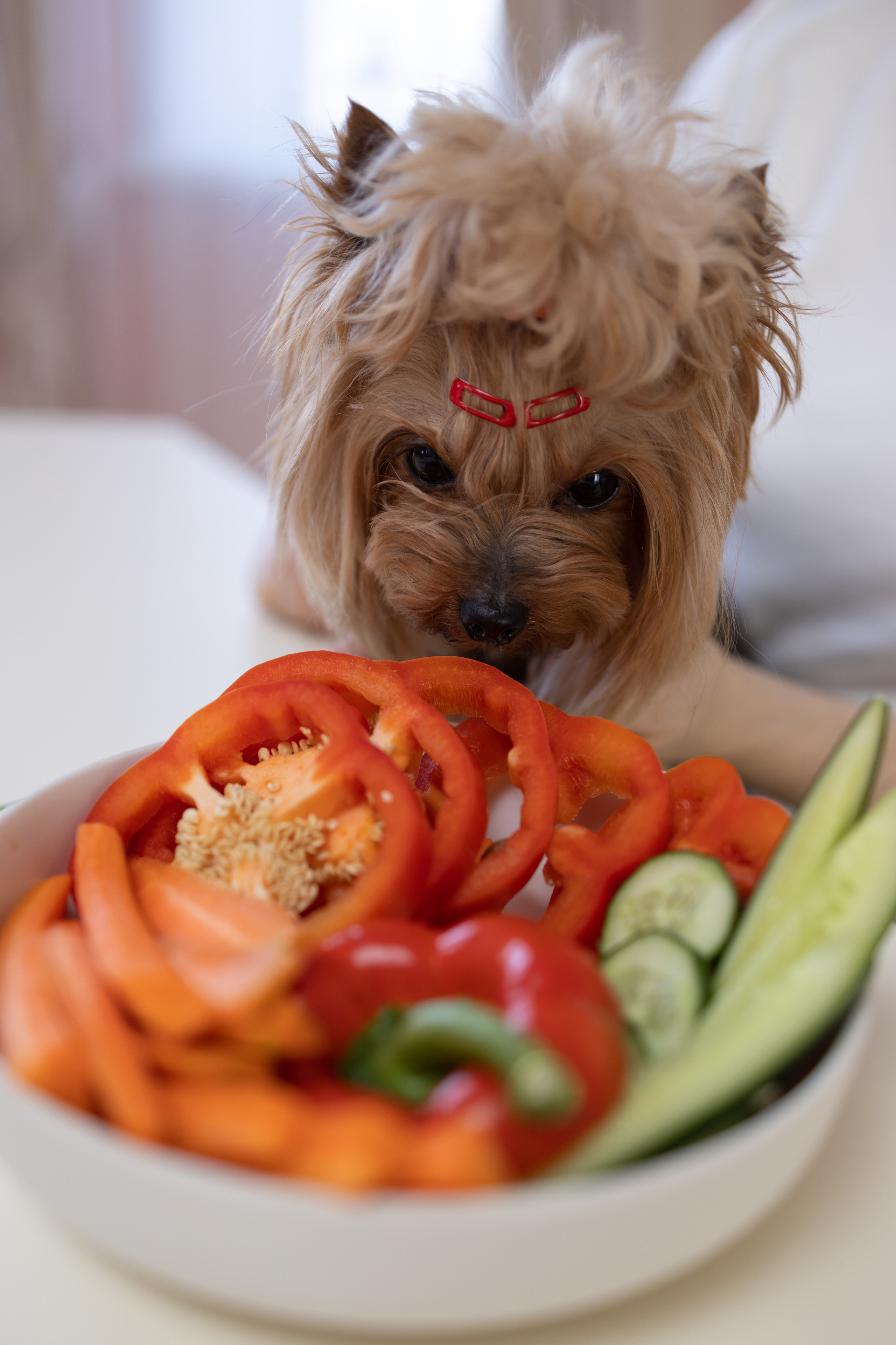 Ветеринарный врач-диетолог. Портретная и индивидуальная фотосъёмка в Граце и Тюмени