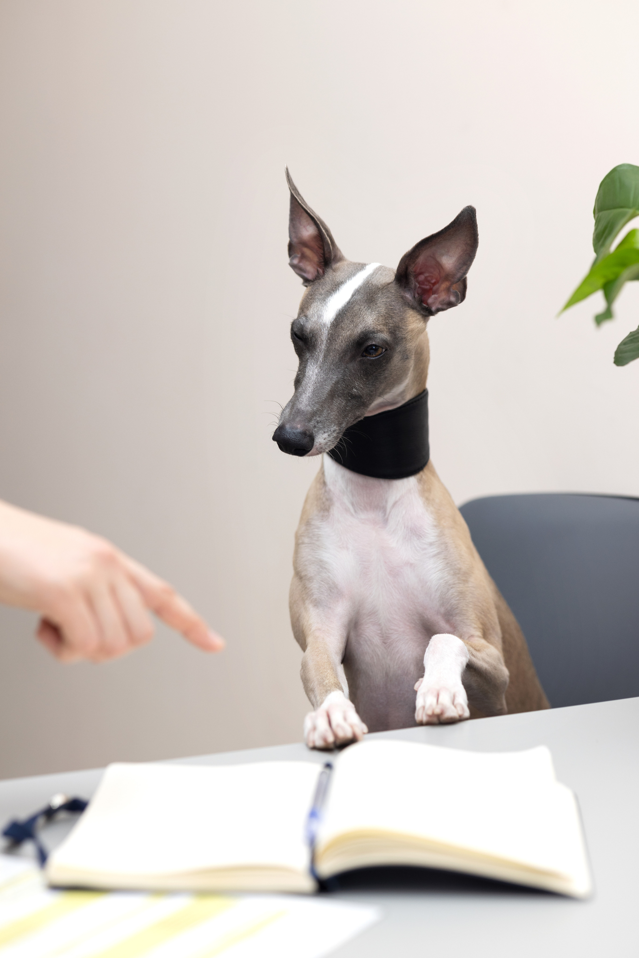 Ветеринарный врач-диетолог. Портретная и индивидуальная фотосъёмка в Граце и Тюмени