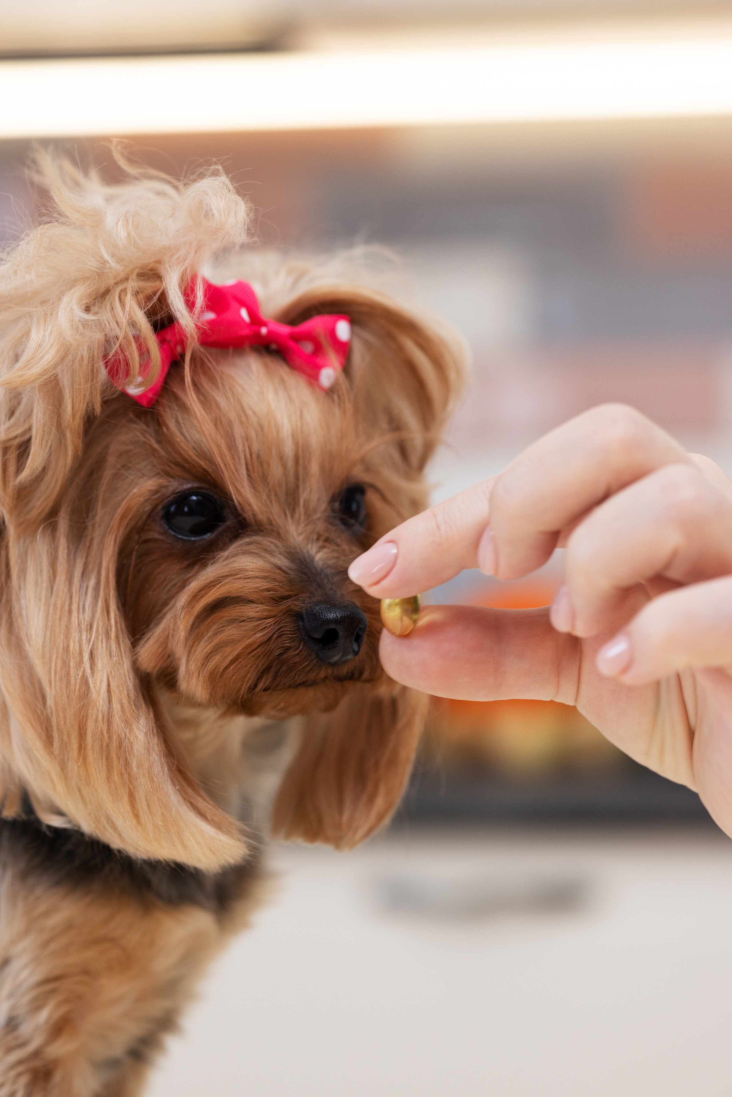 Ветеринарный врач-диетолог. Портретная и индивидуальная фотосъёмка в Граце и Тюмени