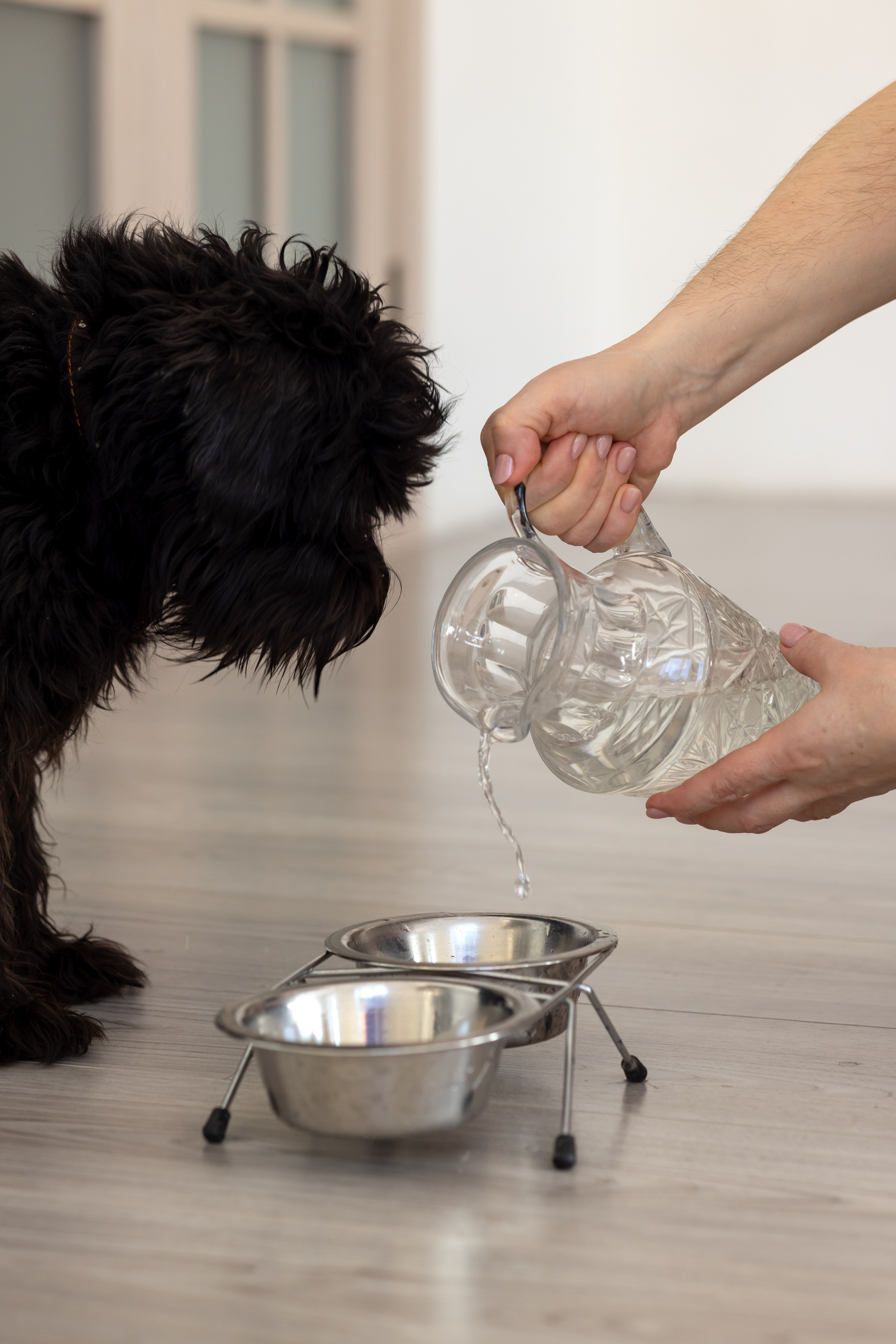 Ветеринарный врач-диетолог. Портретная и индивидуальная фотосъёмка в Граце и Тюмени
