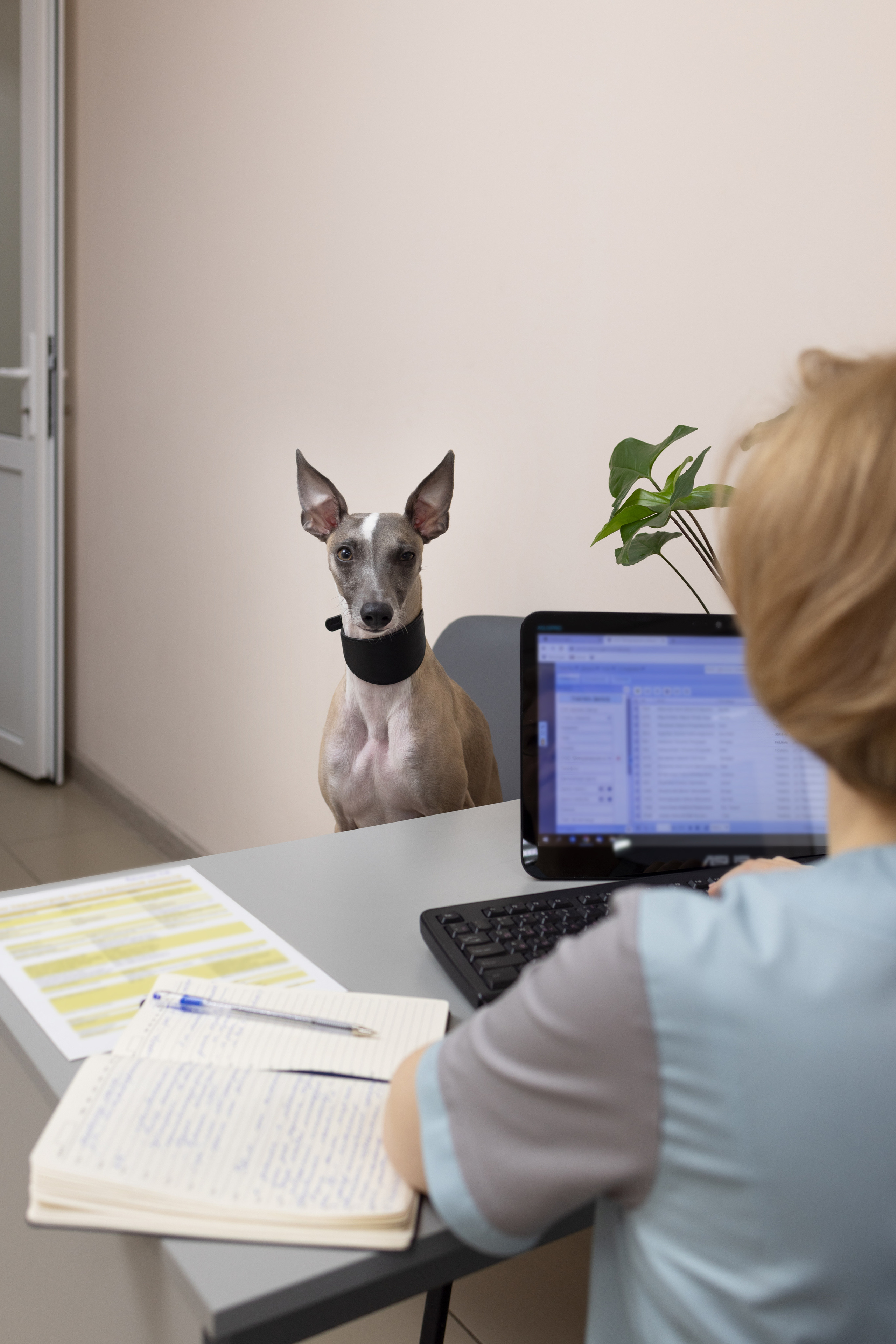 Ветеринарный врач-диетолог. Портретная и индивидуальная фотосъёмка в Граце и Тюмени