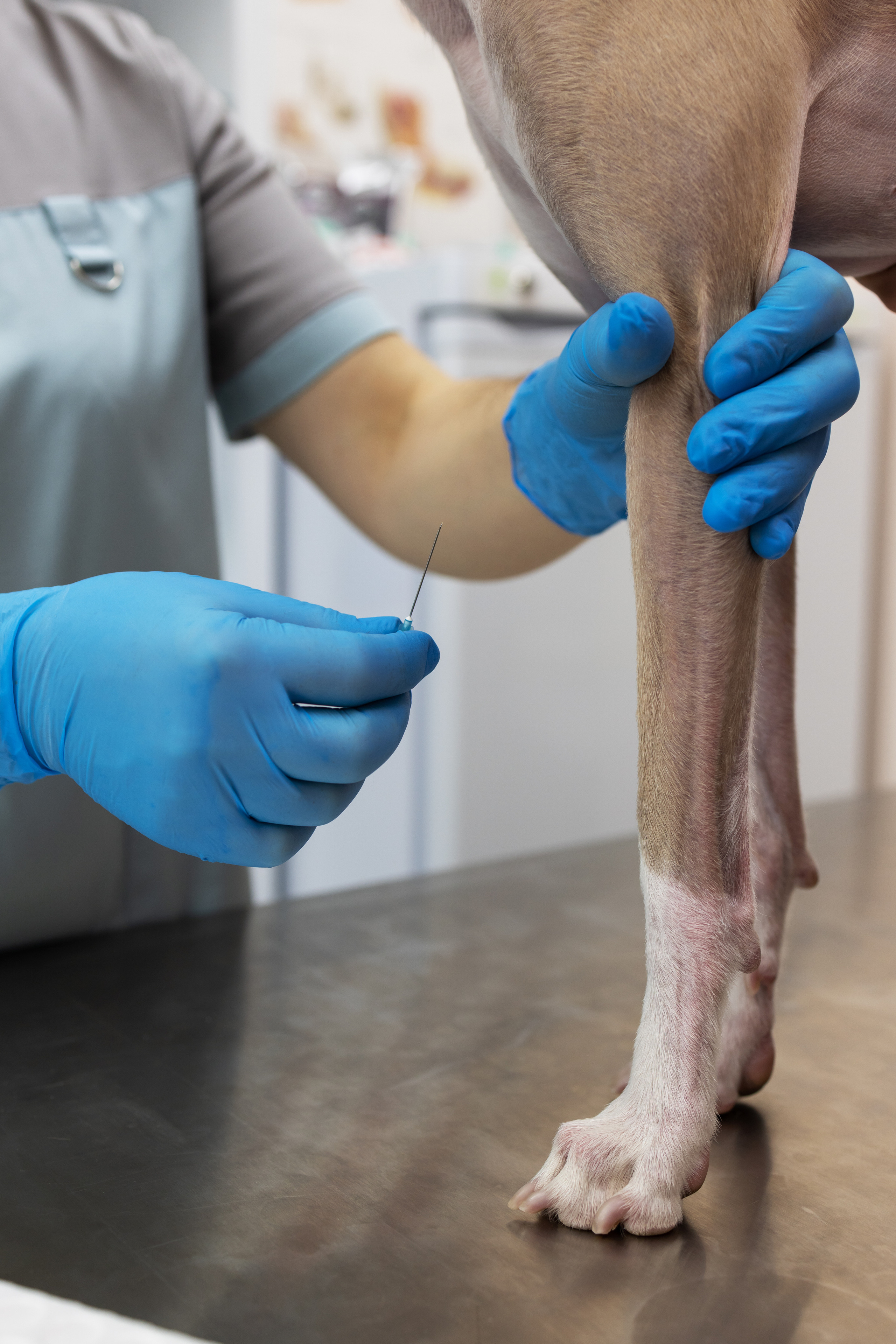 Ветеринарный врач-диетолог. Портретная и индивидуальная фотосъёмка в Граце и Тюмени