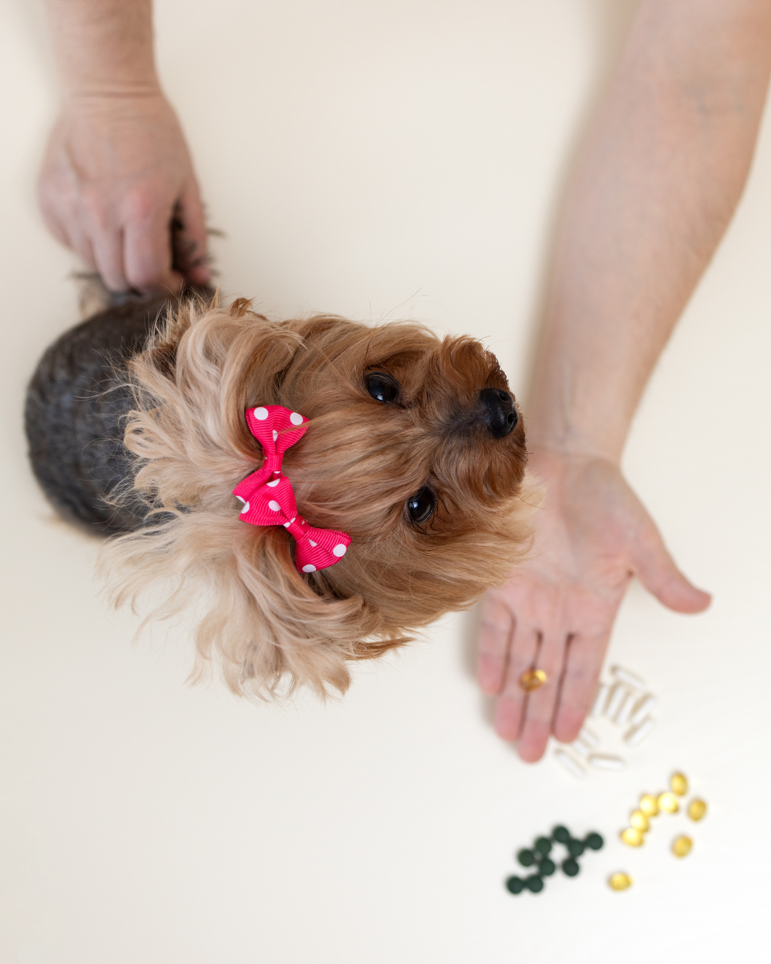 Ветеринарный врач-диетолог. Портретная и индивидуальная фотосъёмка в Граце и Тюмени
