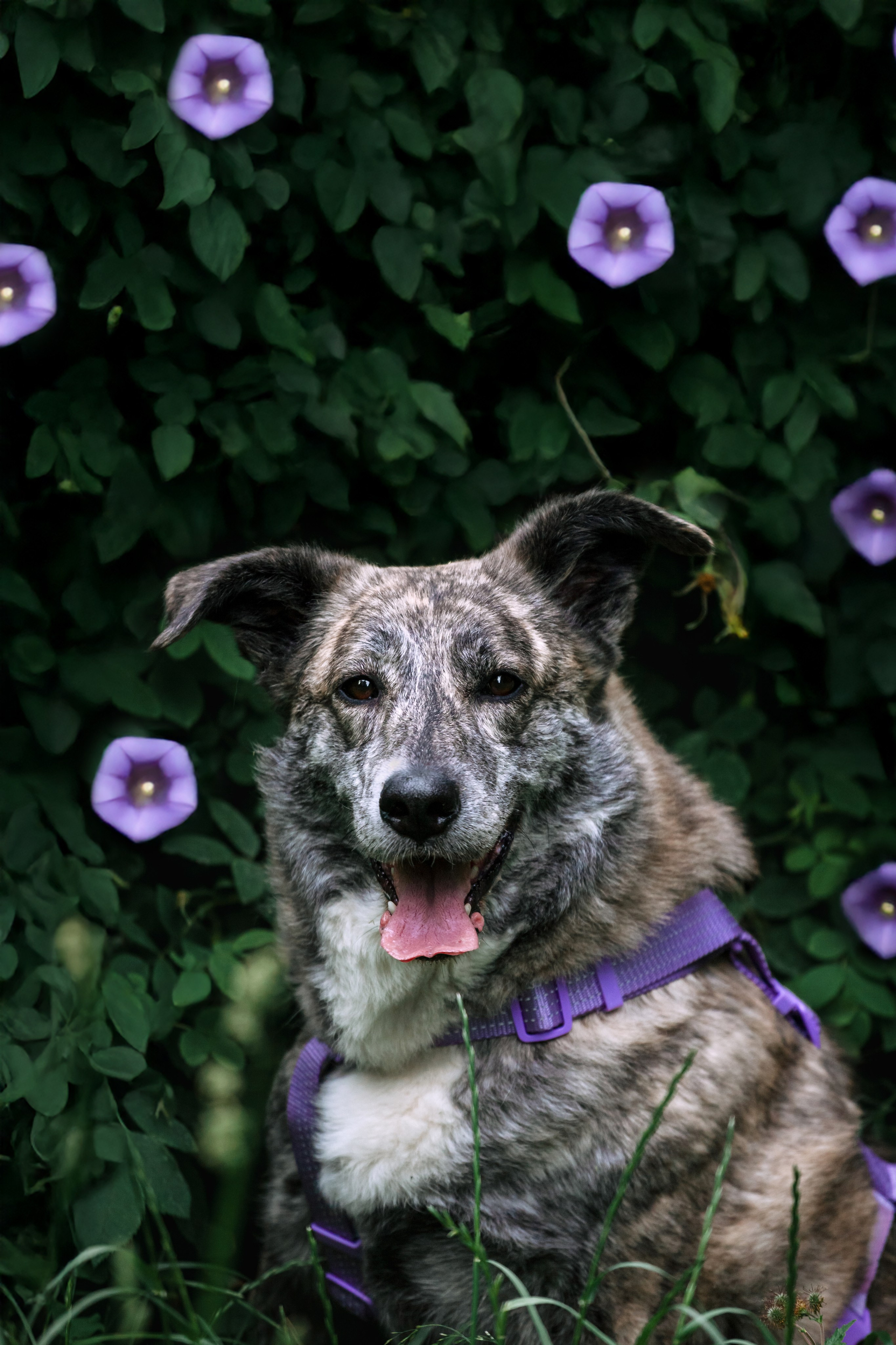 Собаки из приюта Дубовая роща лето 2025. Фотограф-анималист Татьяна Степанова