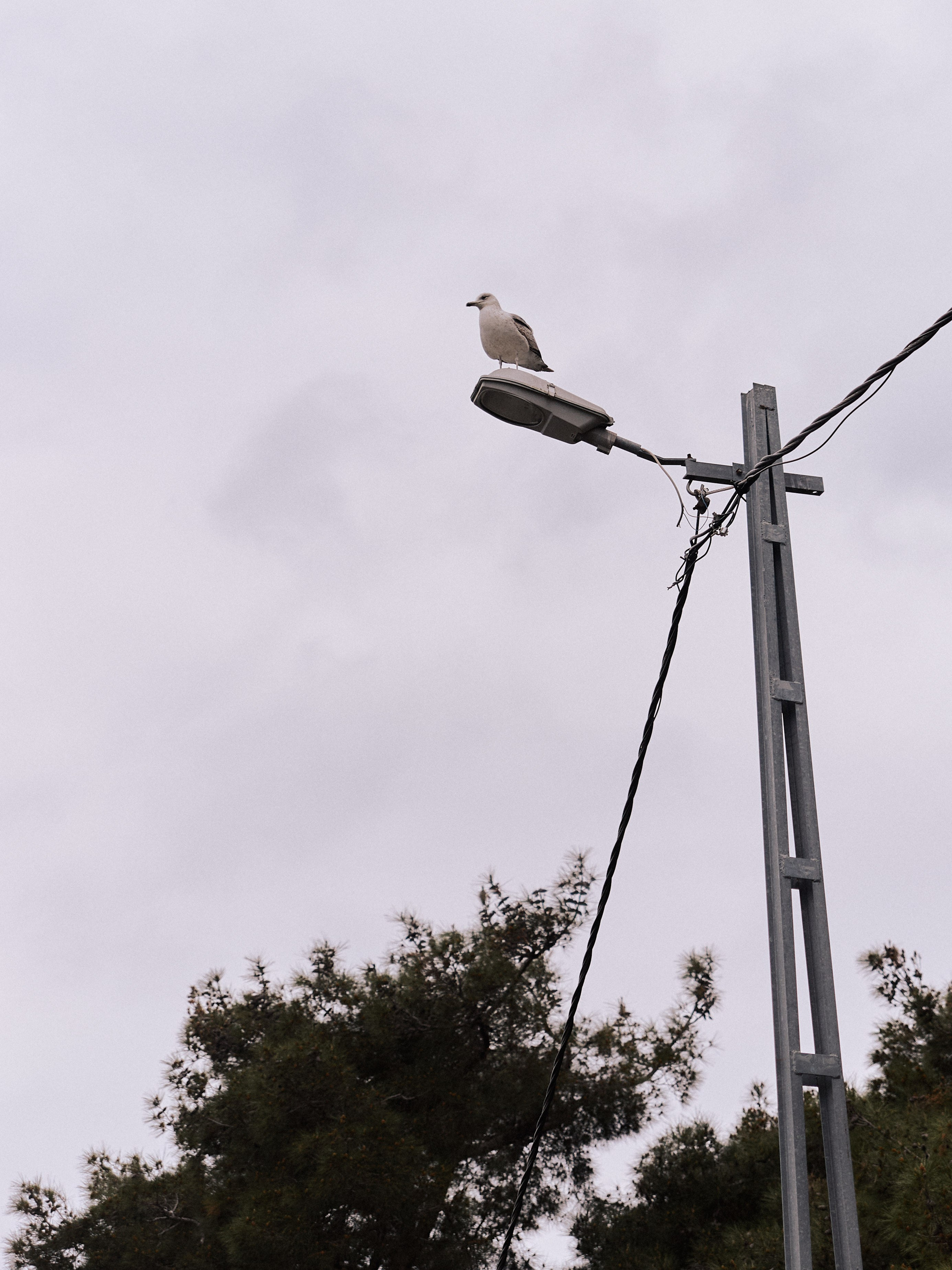 Природа сквозь. Jorgis Talè — photographer, kind person, teacher of arts and other mag