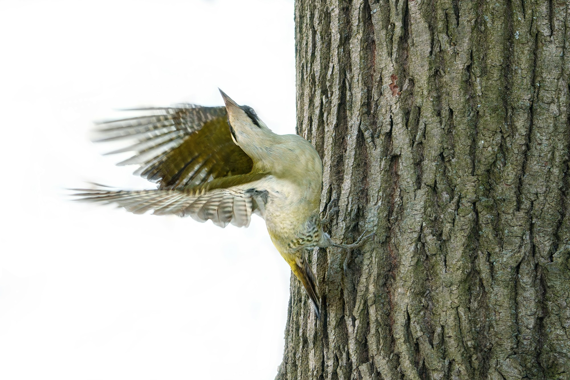 Удивительные мир птиц. Вокруг нас столько прекрасного — присмотритесь!. Ваш личный фотограф Марина Волкова