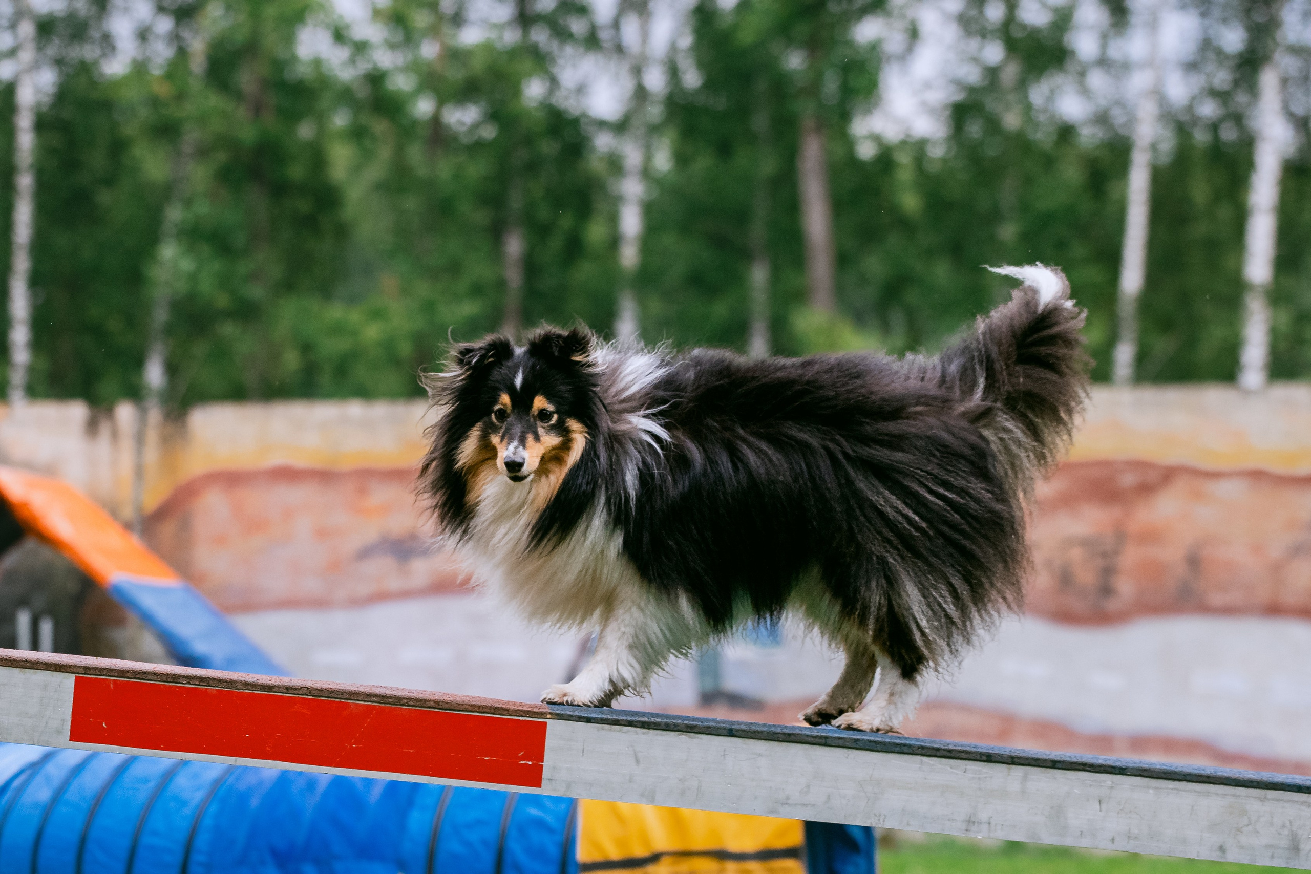 Соревнования по аджилити Долгопрудный 30.06.2025. Фотограф-анималист Татьяна Степанова