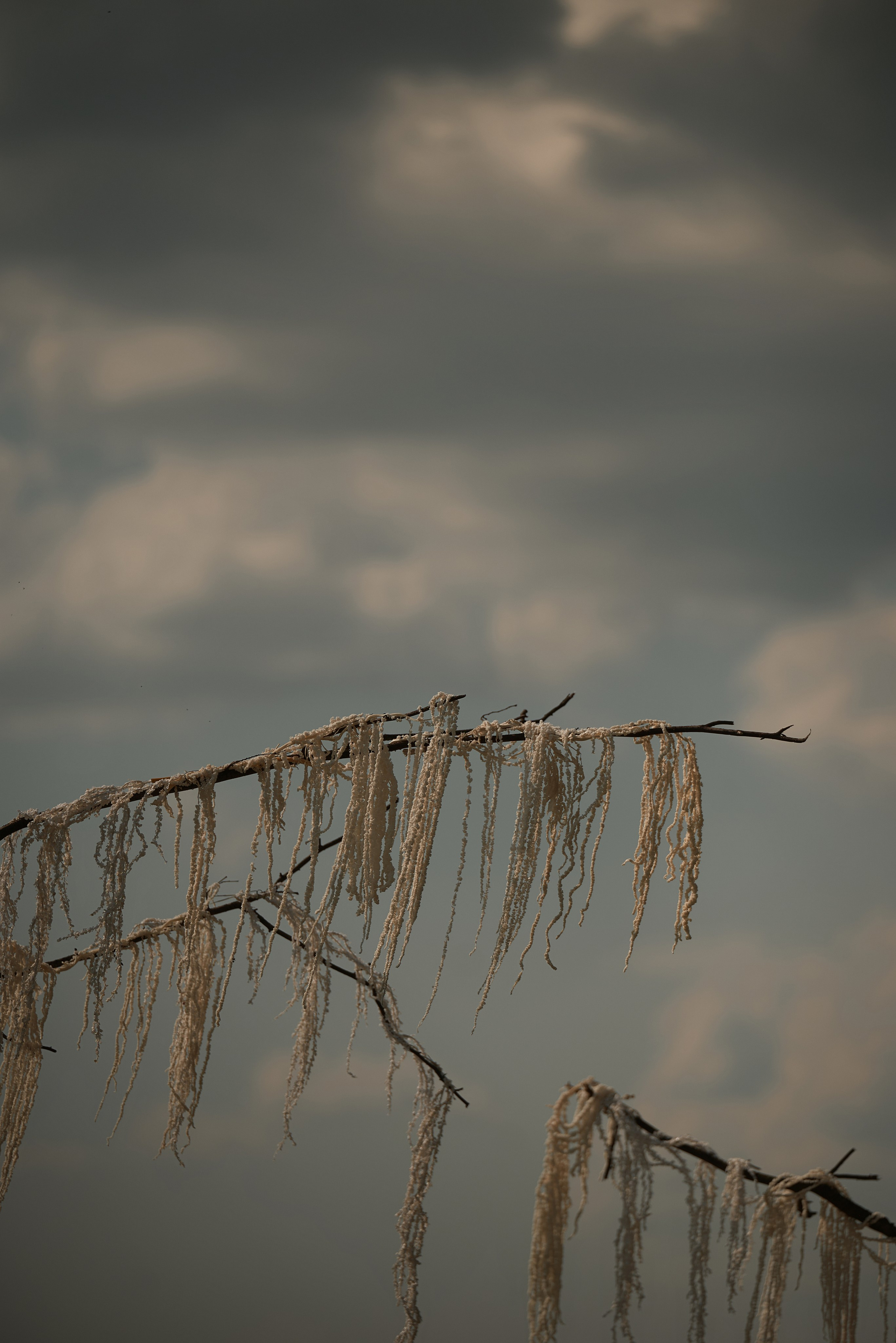 Анна и Кирилл. Свадебный и портретный фотограф в Брянске Скепская Лилия