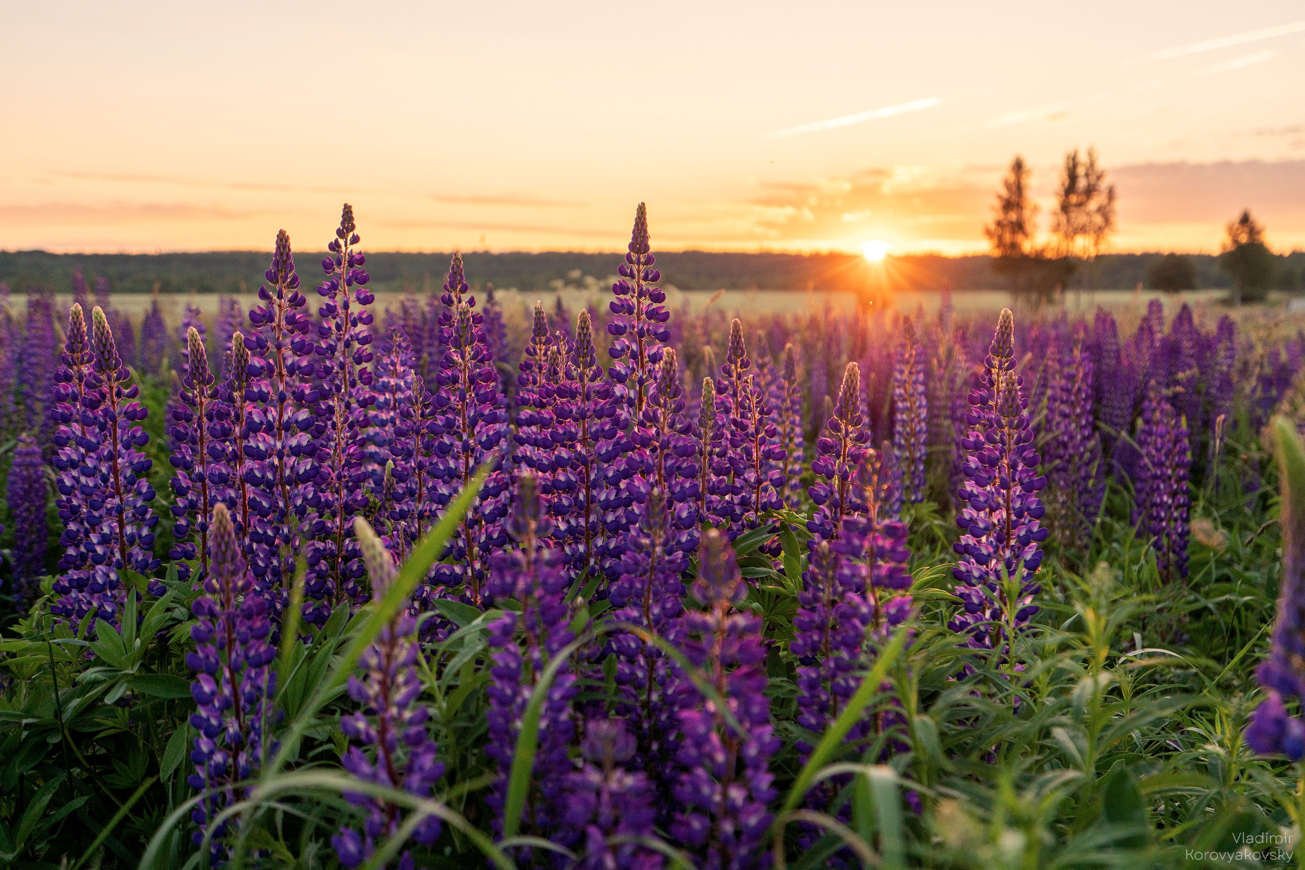 Nature. Photographer Vladimir Korovyakovsky