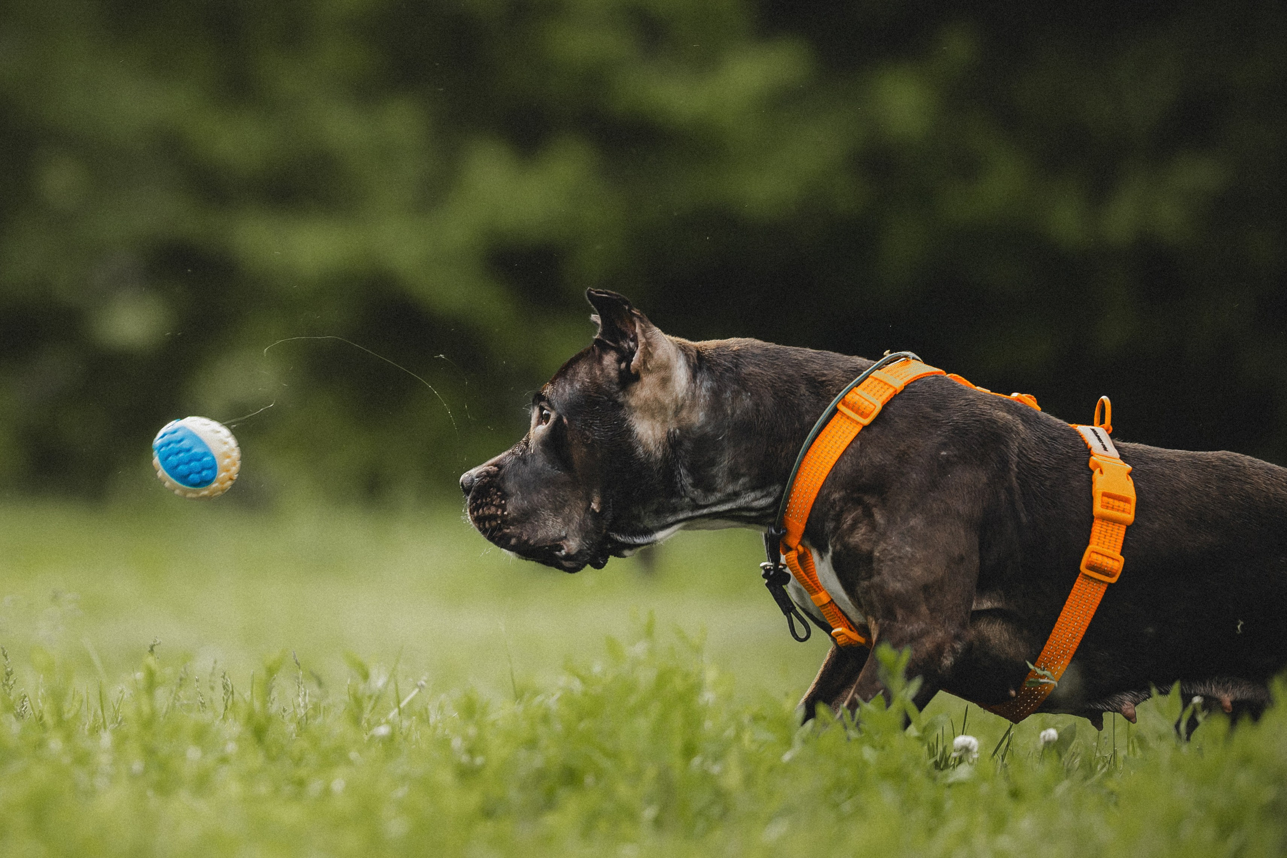 Паша, Хайди и Тея