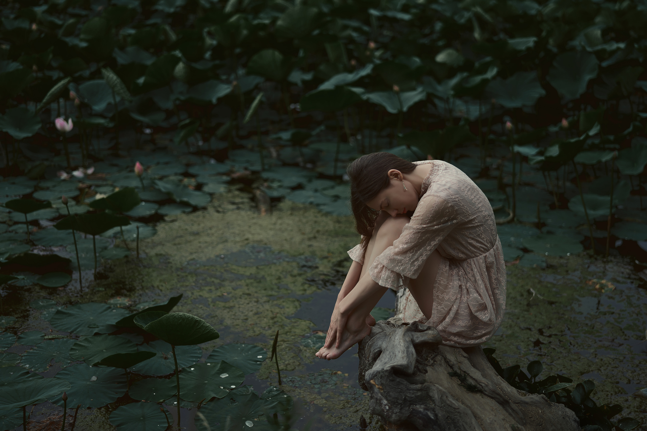 Лотосы. Алексей Романов фотограф Санкт-Петербург, фотокурсы, фотошкола