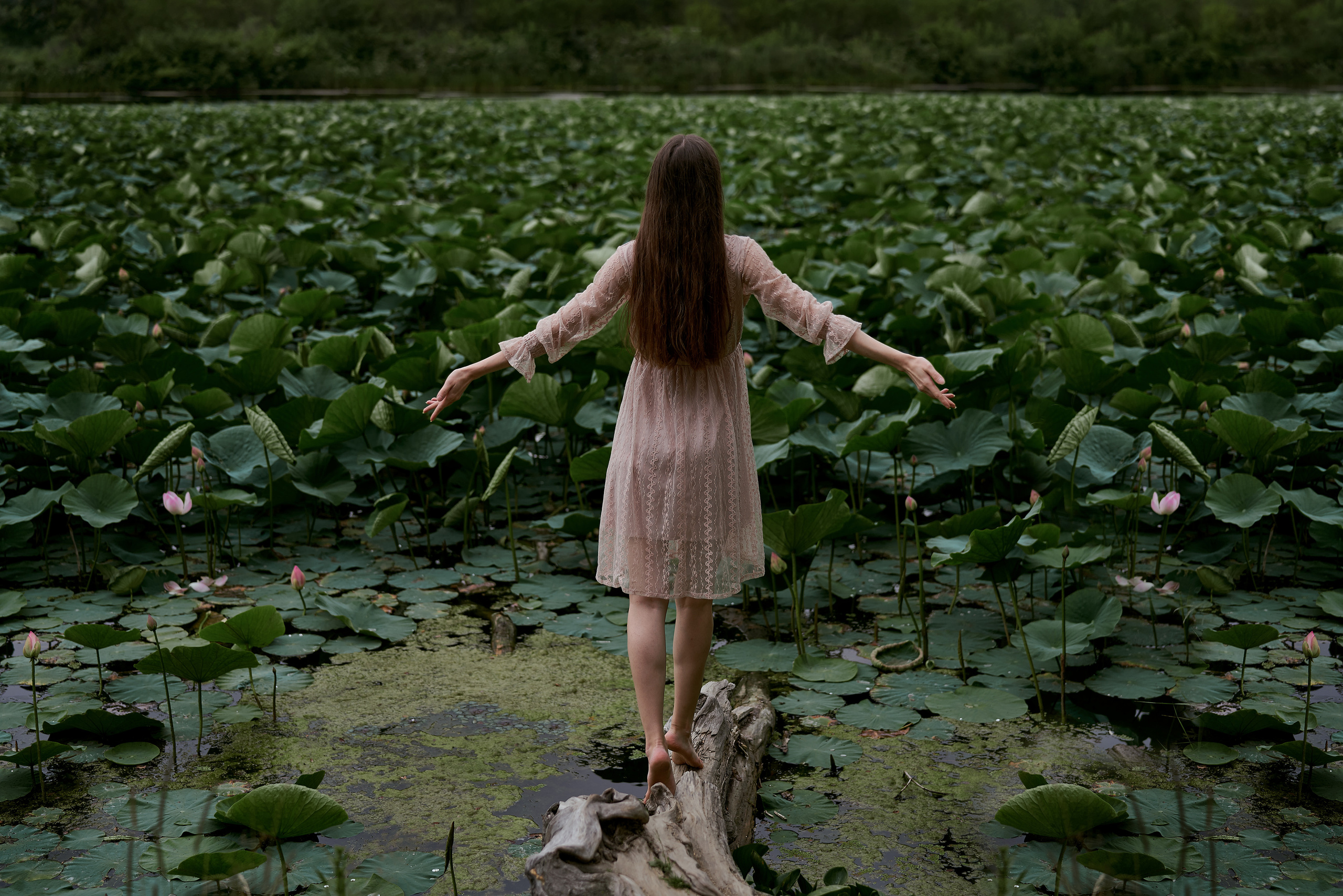 Лотосы. Алексей Романов фотограф Санкт-Петербург, фотокурсы, фотошкола
