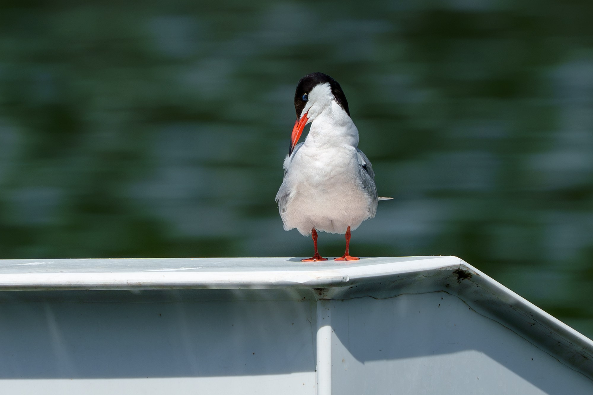 Удивительные мир птиц. Вокруг нас столько прекрасного — присмотритесь!. Ваш личный фотограф Марина Волкова