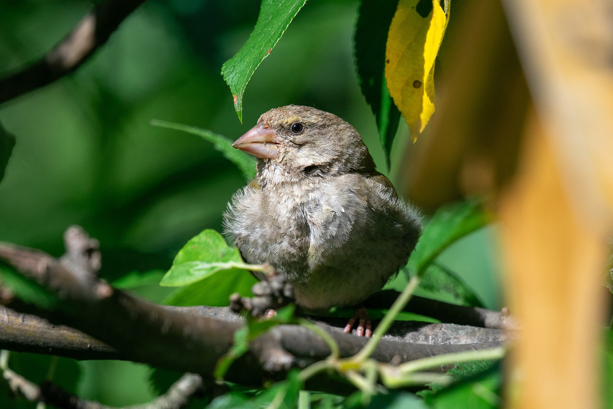 Удивительные мир птиц. Вокруг нас столько прекрасного — присмотритесь!. Ваш личный фотограф Марина Волкова