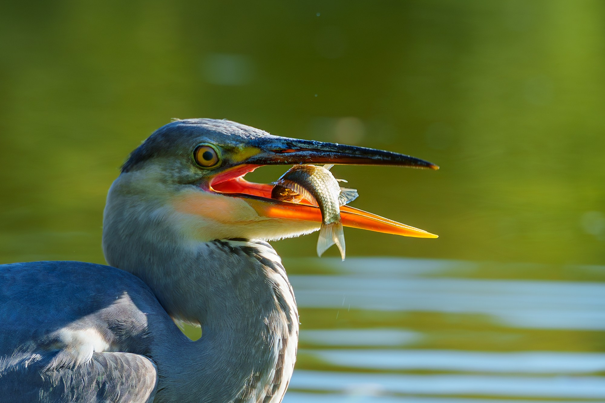 Удивительные мир птиц. Вокруг нас столько прекрасного — присмотритесь!. Ваш личный фотограф Марина Волкова