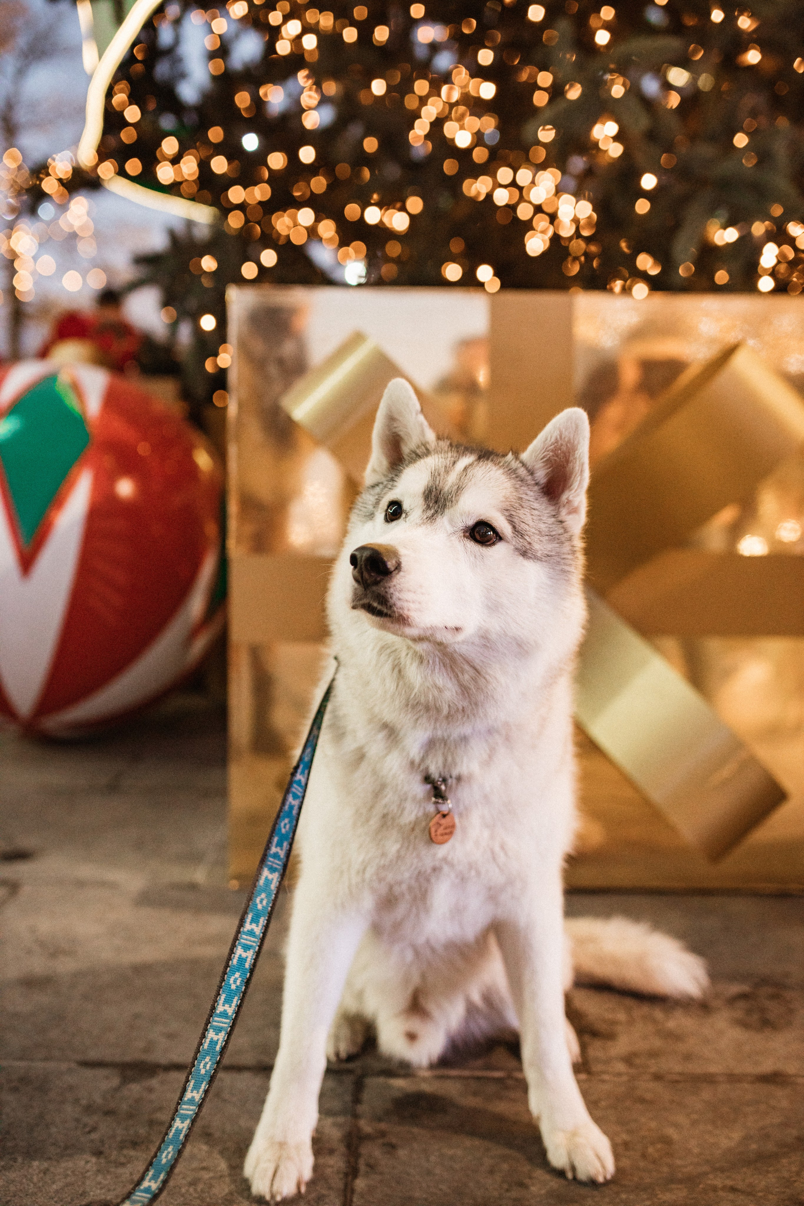 Esentai New Year. Коммерческий фотограф в Алматы Марина Милис. Съёмка для брендов, компаний и проектов
