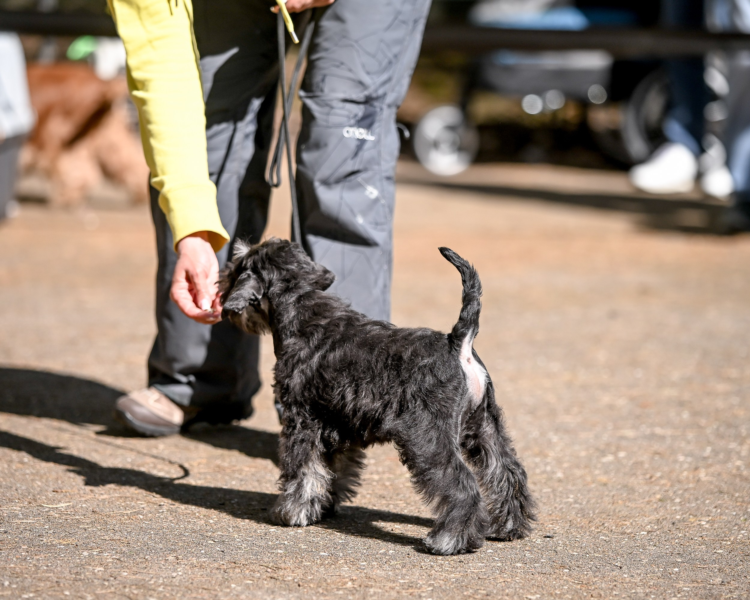 Delinso Balance Chivas Regal (Li Mu Zi Chinese Dragon x Delinso Balance Onyrico Tahoe)