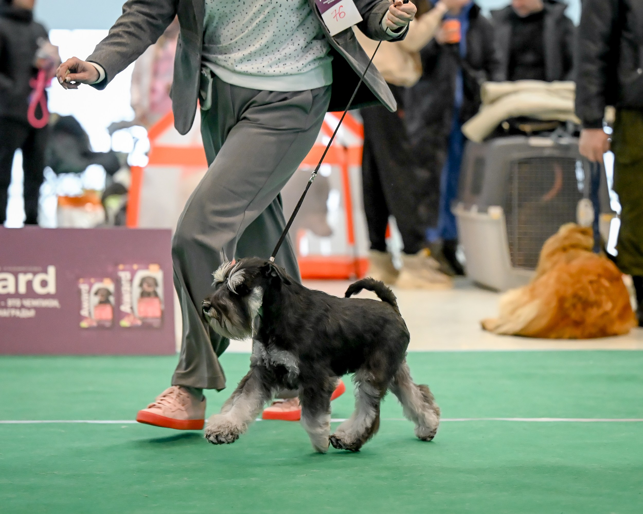 Цафир/ Delinso Balance Сzafir Lumier. Питомник цвергшнауцеров в Беларуси «Делинсо Бэлэнс»