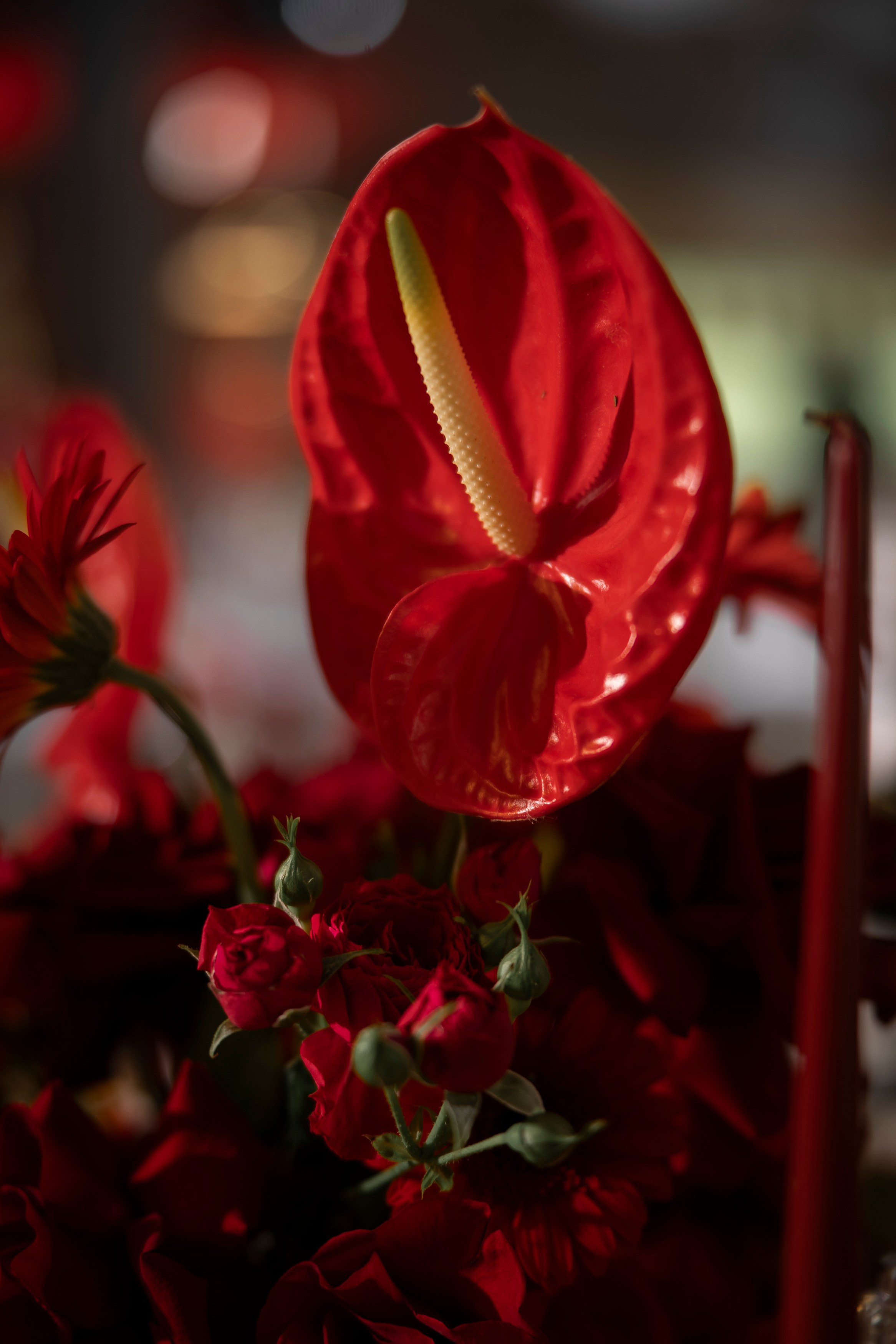 WEDDING 2023-2025. Свадебный Фотограф Максим Пустовой