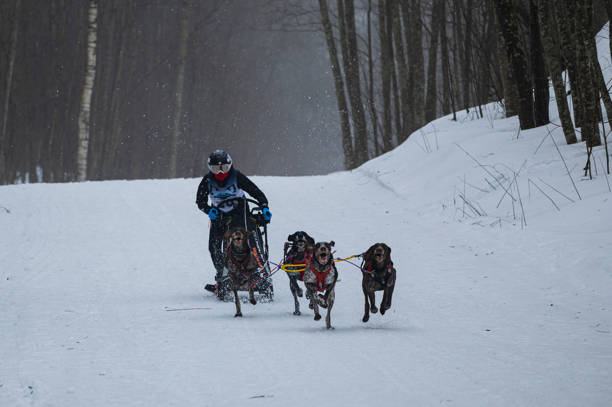 Зимний Чемпионат Санкт-Петербурга по ездовому спорту. Фотограф-анималист Анна Маринич
