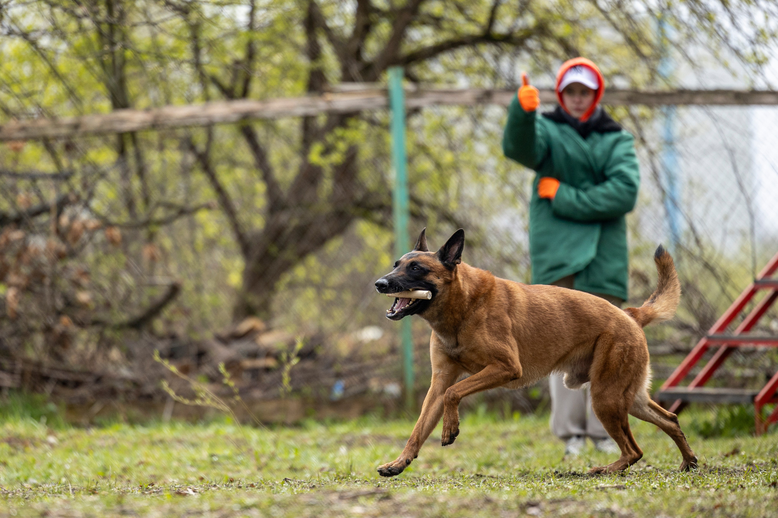 Квалификационные состязания по мондьорингу г. Вологда 11.05.24. Фотограф-анималист Анна Маринич