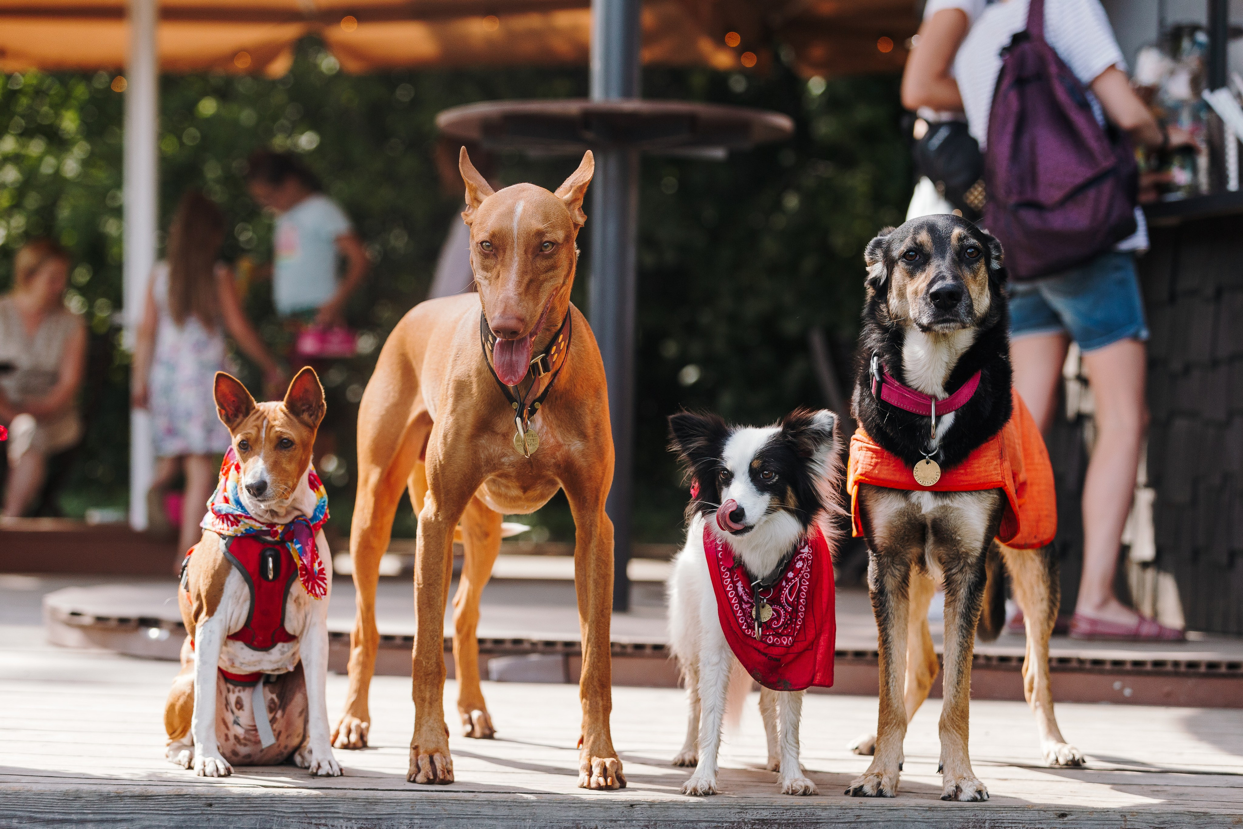 Petshop Sup day. Фотограф анималист Кристина Карпова, Москва