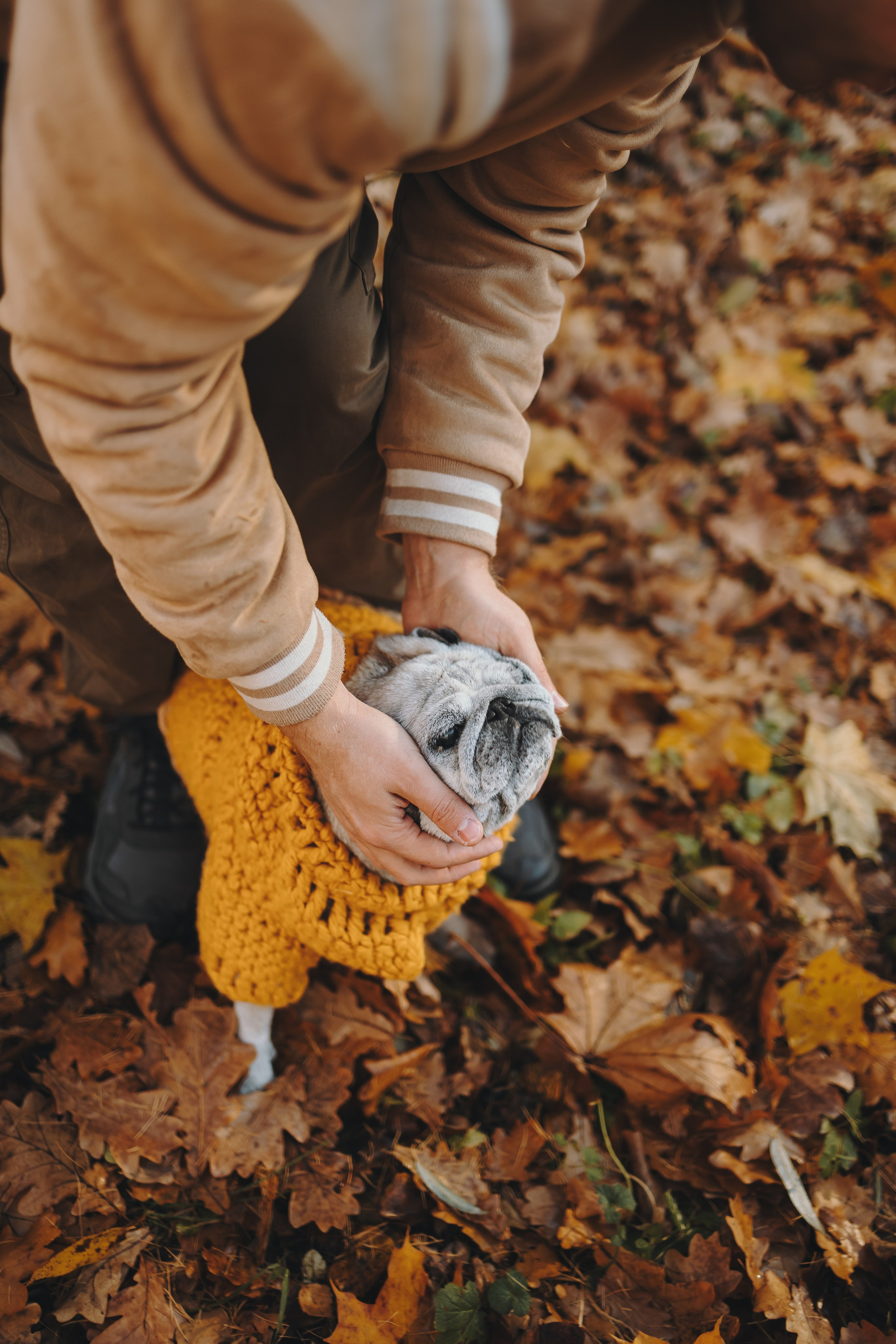 Габи и ребята. Фотограф-анималист в Санкт-Петербурге Алина Яхонт