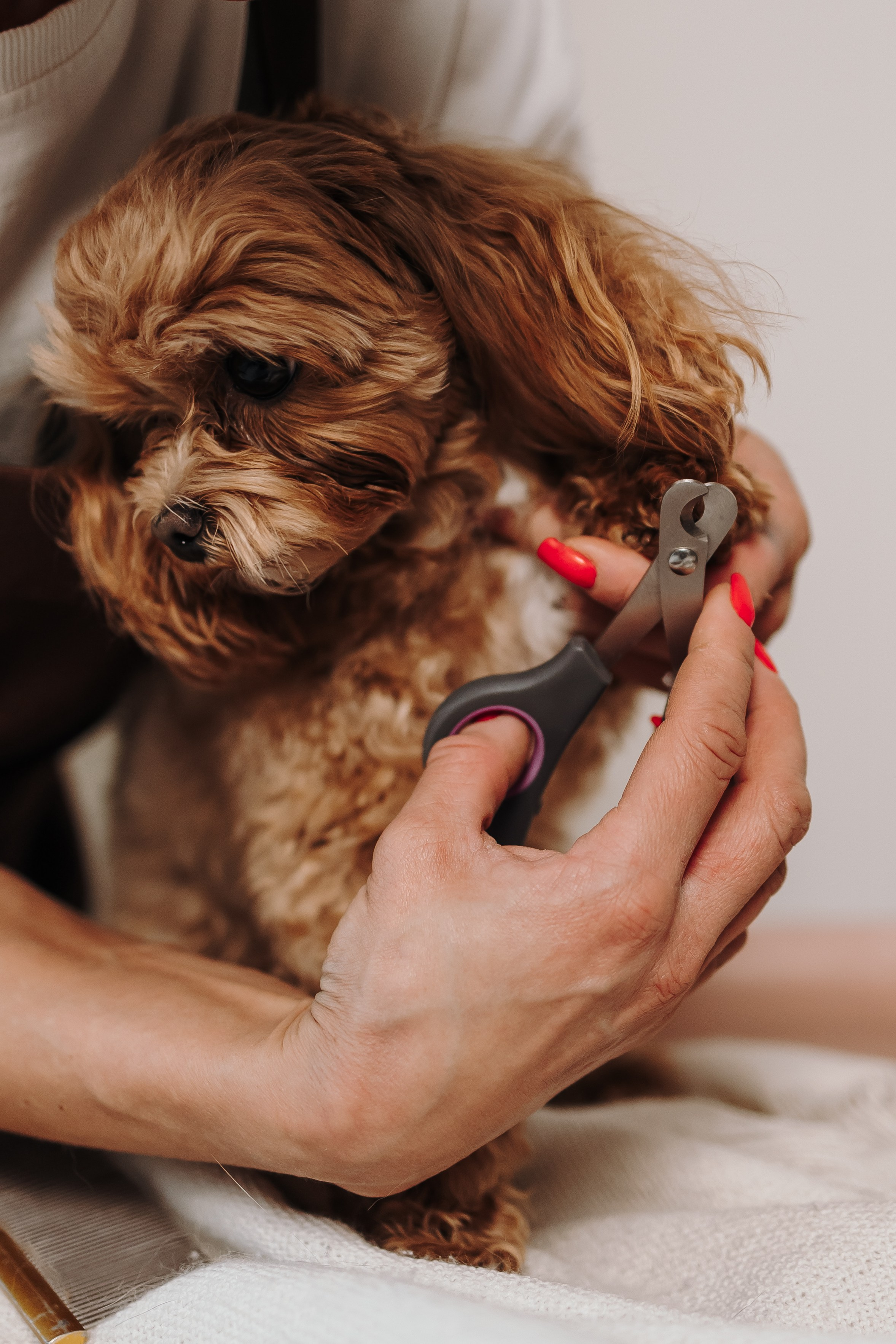 Груминг. Фотограф-анималист в Санкт-Петербурге Алина Яхонт