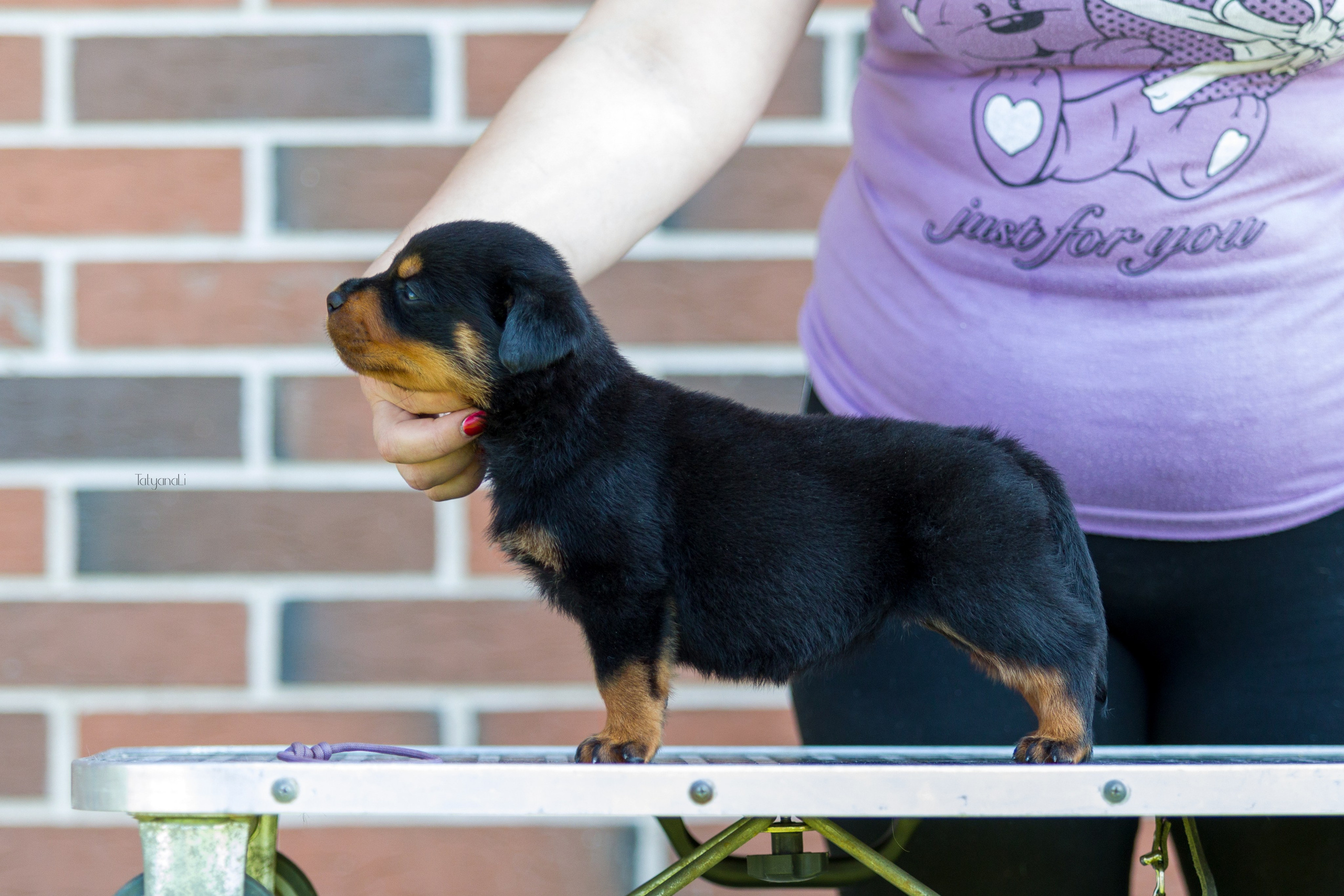 Ротвейлер. Фотограф — анималист Татьяна Ли