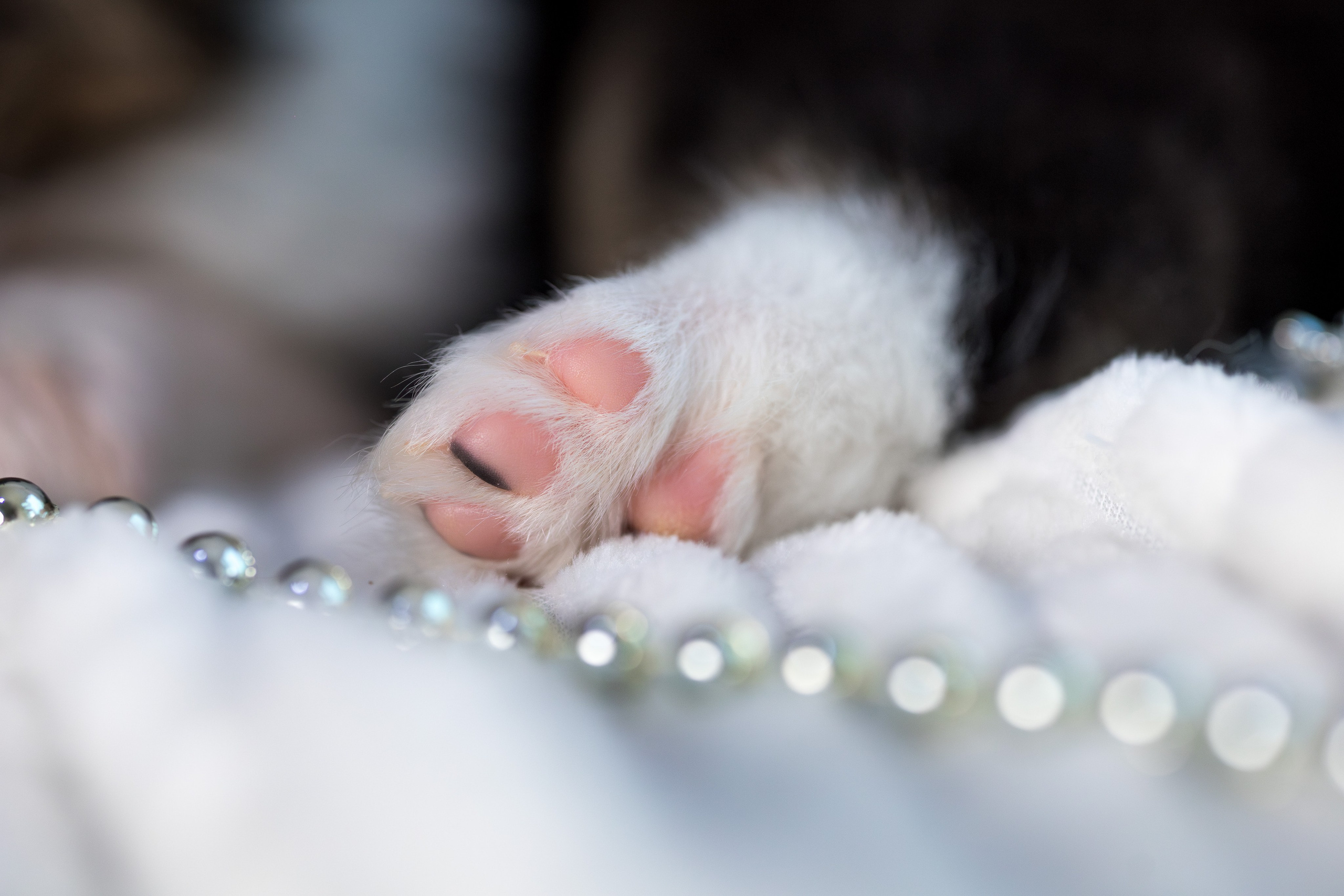 Щенки. Фотограф Яна Матвеева в Ижевске