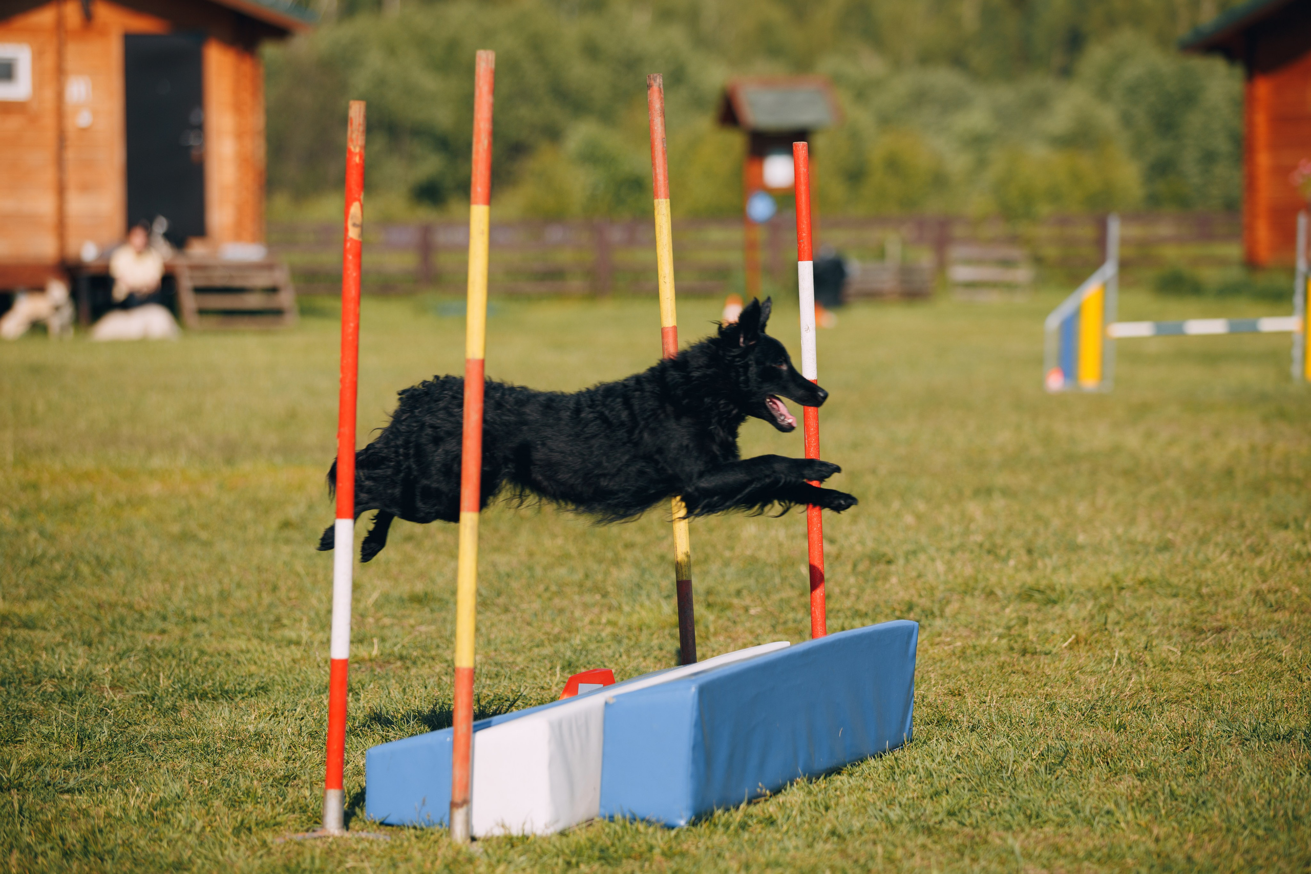 Кинологический лагерь в Горыныче. Фотограф анималист Кристина Карпова, Москва