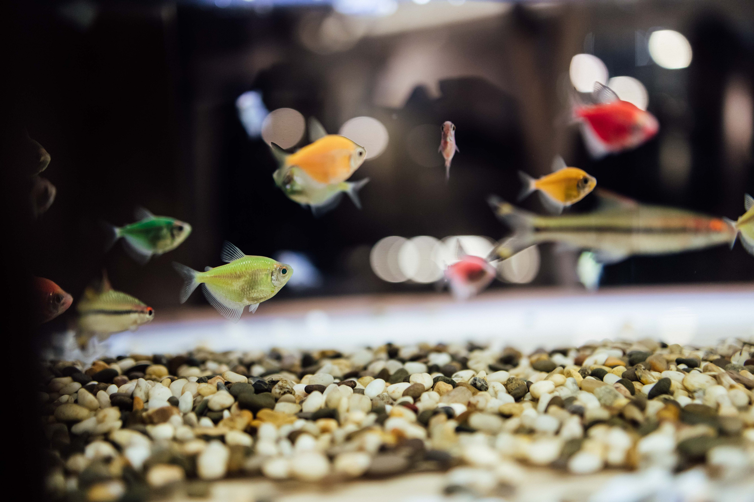 Ужин с Андреем Шмаковым, ресторан «Посейдон» | май 2024, Тюмень. Фотограф в Тюмени Башмакова Анна