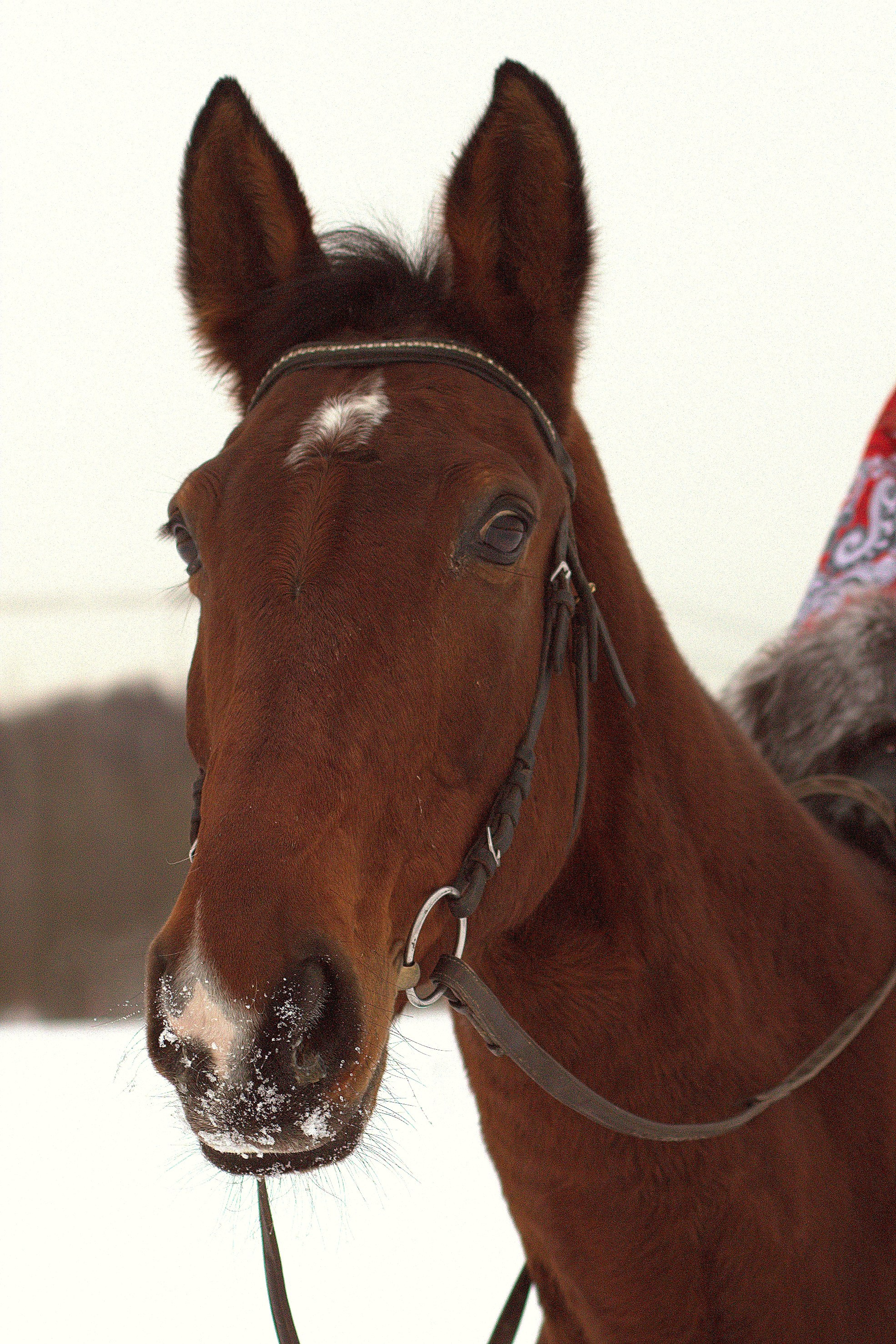 Фотографии лошадей. Фотограф в Москве Светлана Богначева