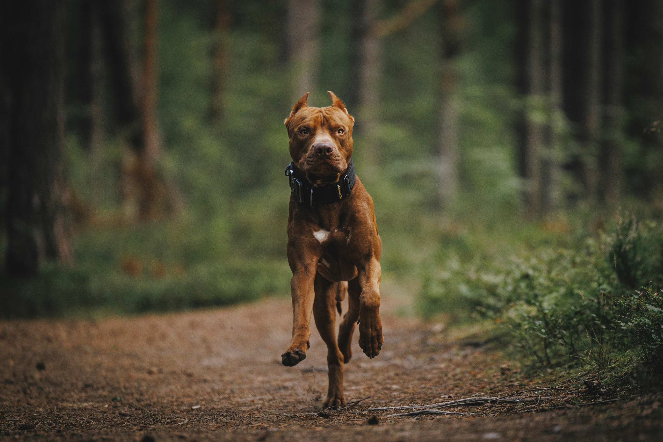 Яна и Энди. Фотограф-анималист Анна Маринич