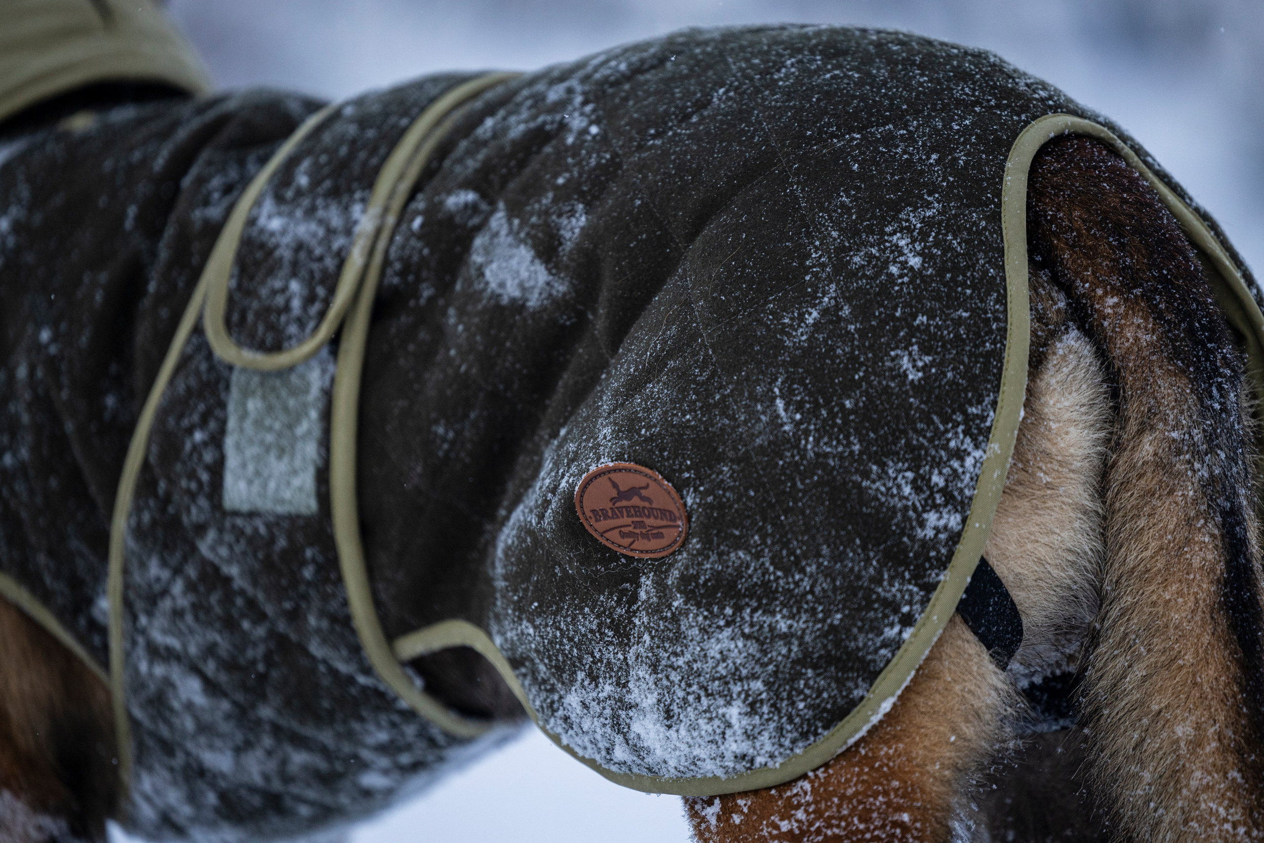 Брейвхунд. Фотограф-анималист Анна Маринич