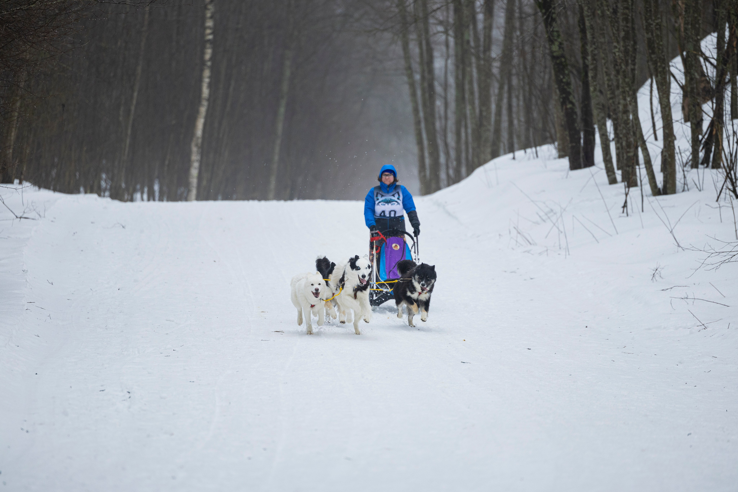 Зимний Чемпионат Санкт-Петербурга по ездовому спорту. Фотограф-анималист Анна Маринич