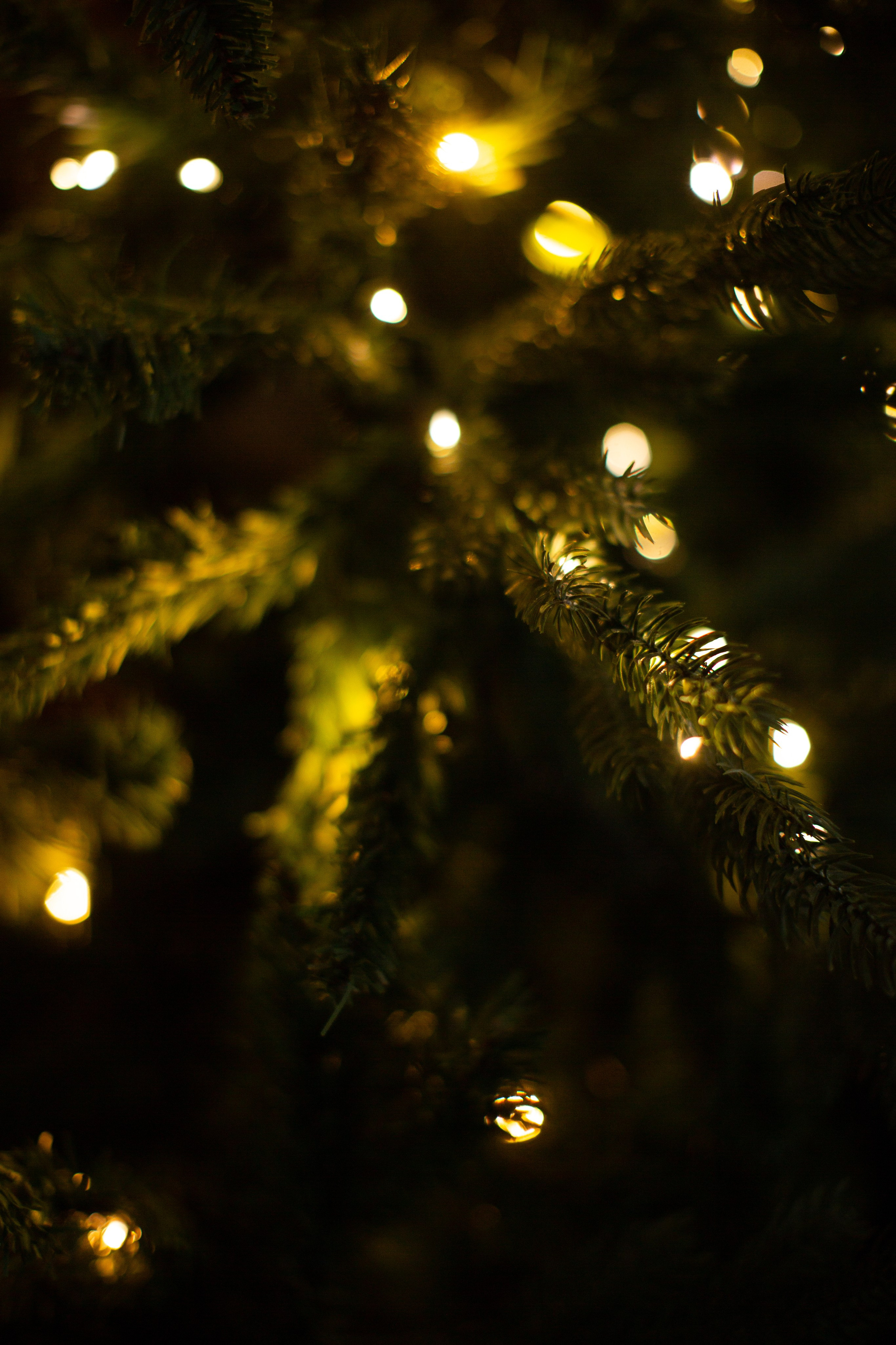 Нг24. Фотограф НатаФото (Наталья Яковенко) Дмитров Москва Питер