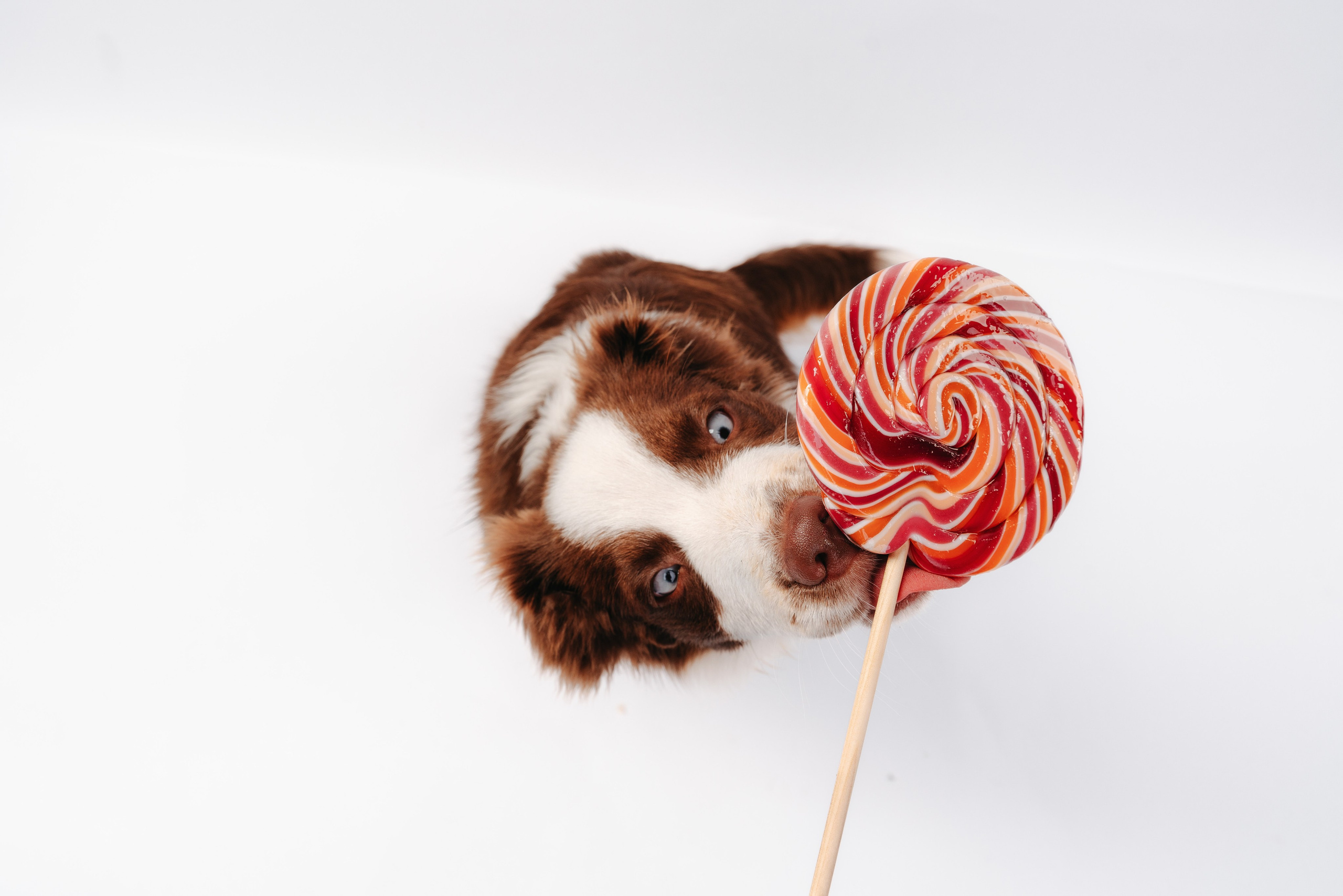 Миниаусси Дайс. Фотограф анималист Осипчикова Мария