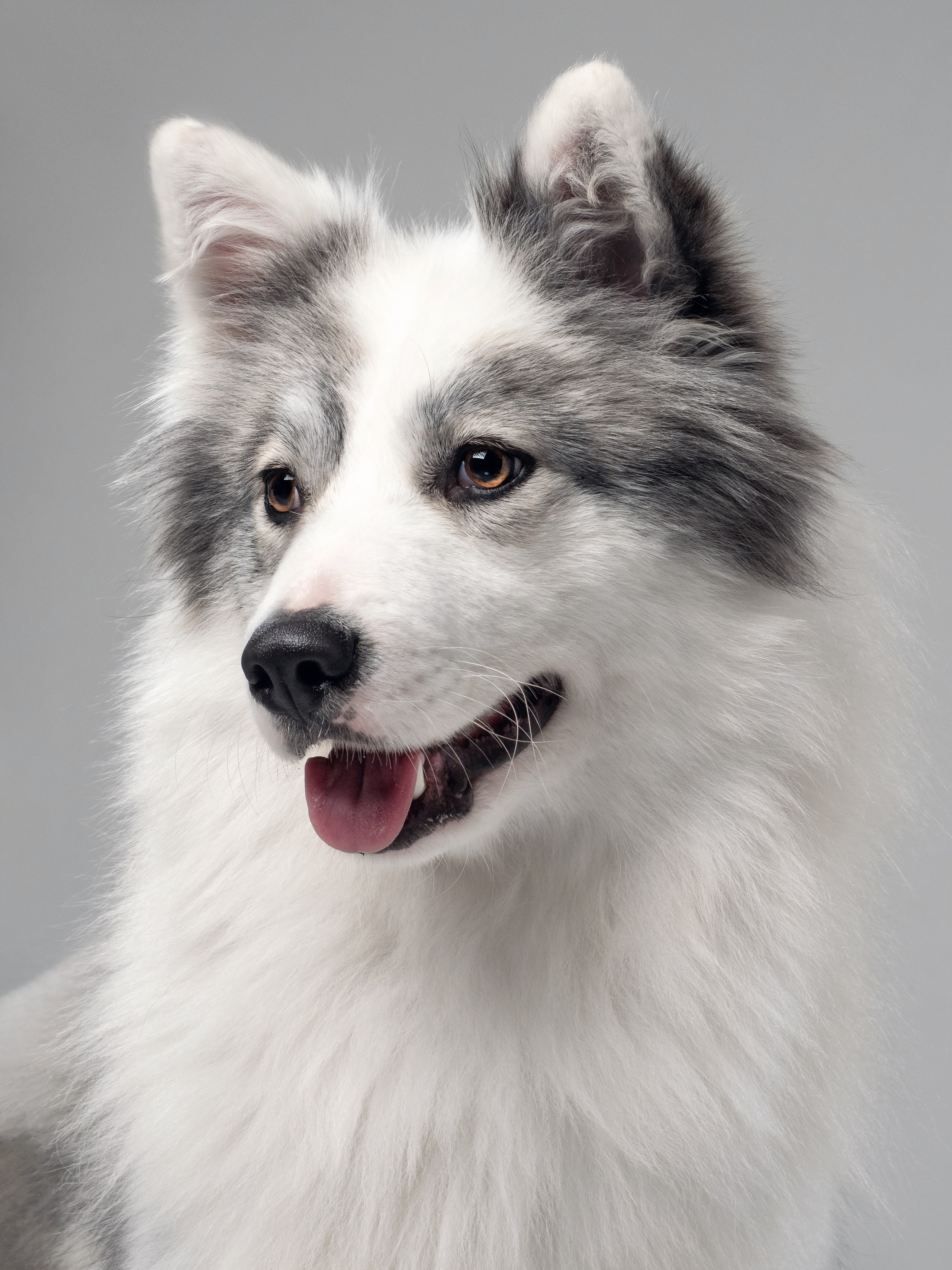 Студийная съёмка. Фотограф животных и людей в Санкт-Петербурге Дарья Быстрицкая