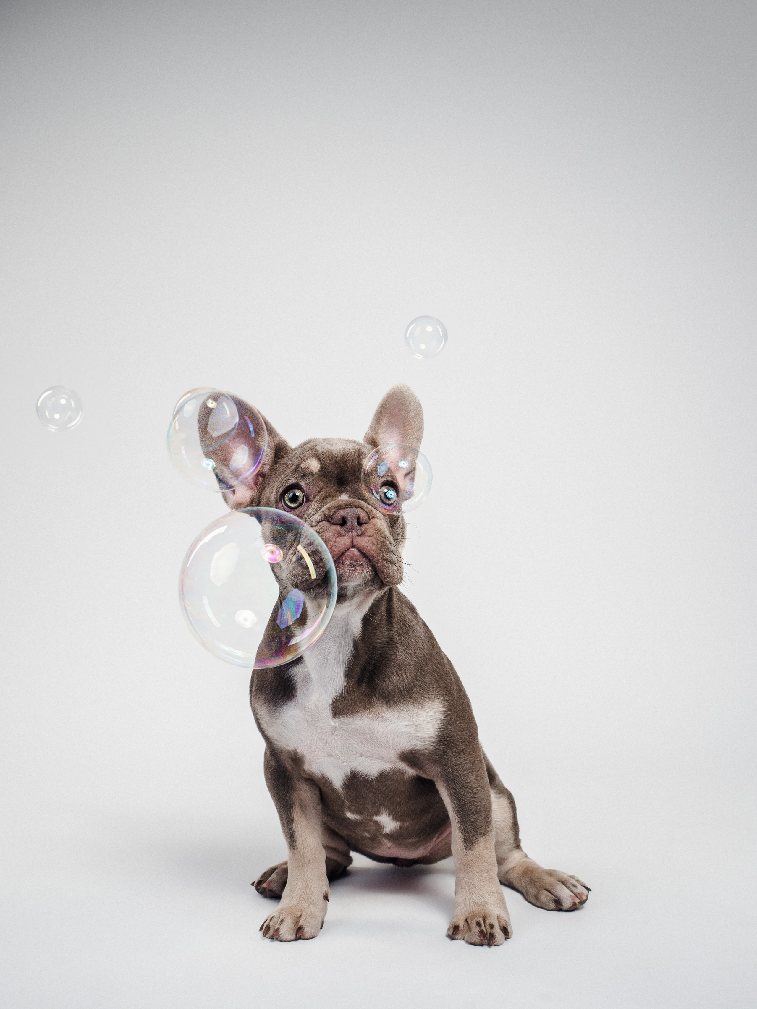 Студийная съёмка. Фотограф животных и людей в Санкт-Петербурге Дарья Быстрицкая