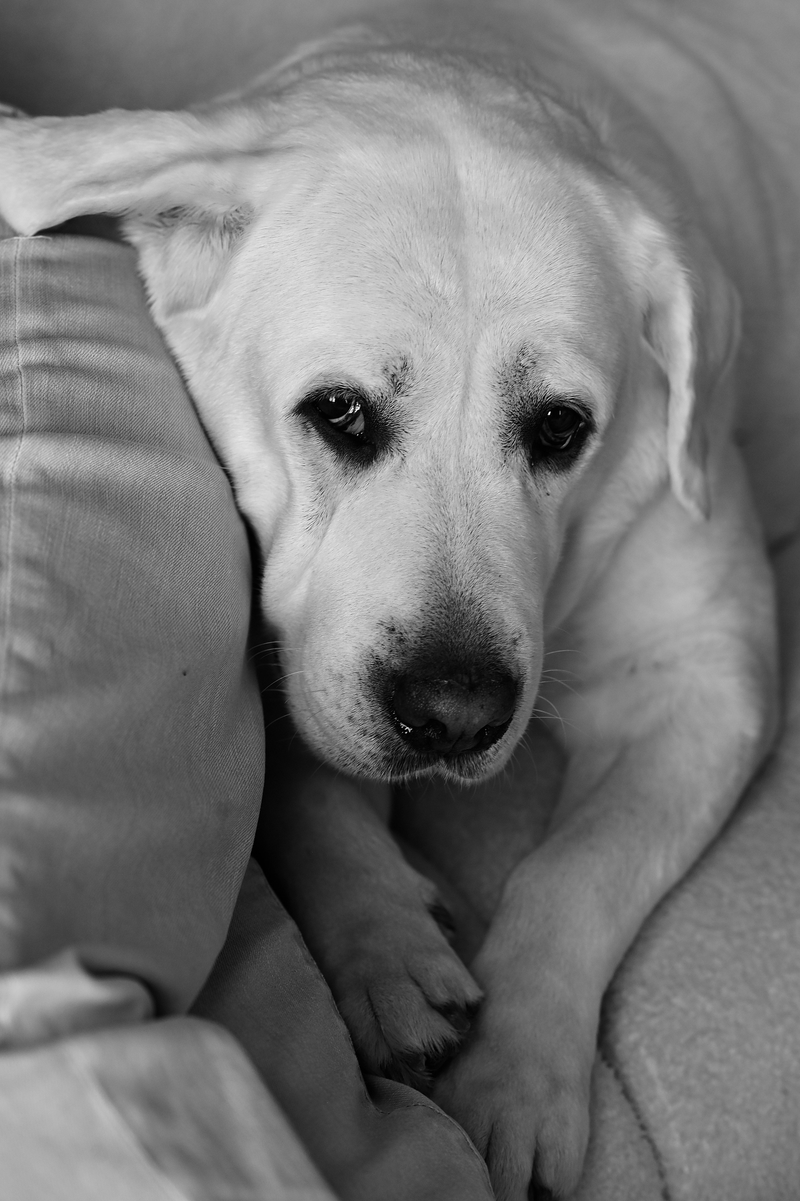 Зимины. Свадебный и семейный фотограф в Самаре Головань Наталья