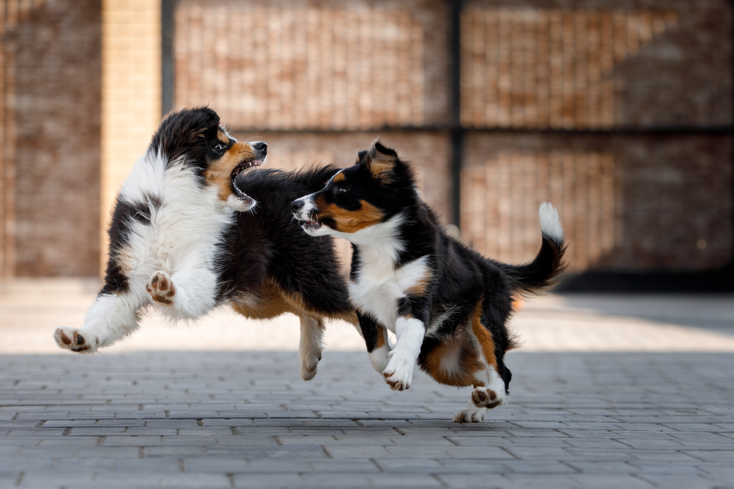 Смешарики. О нас