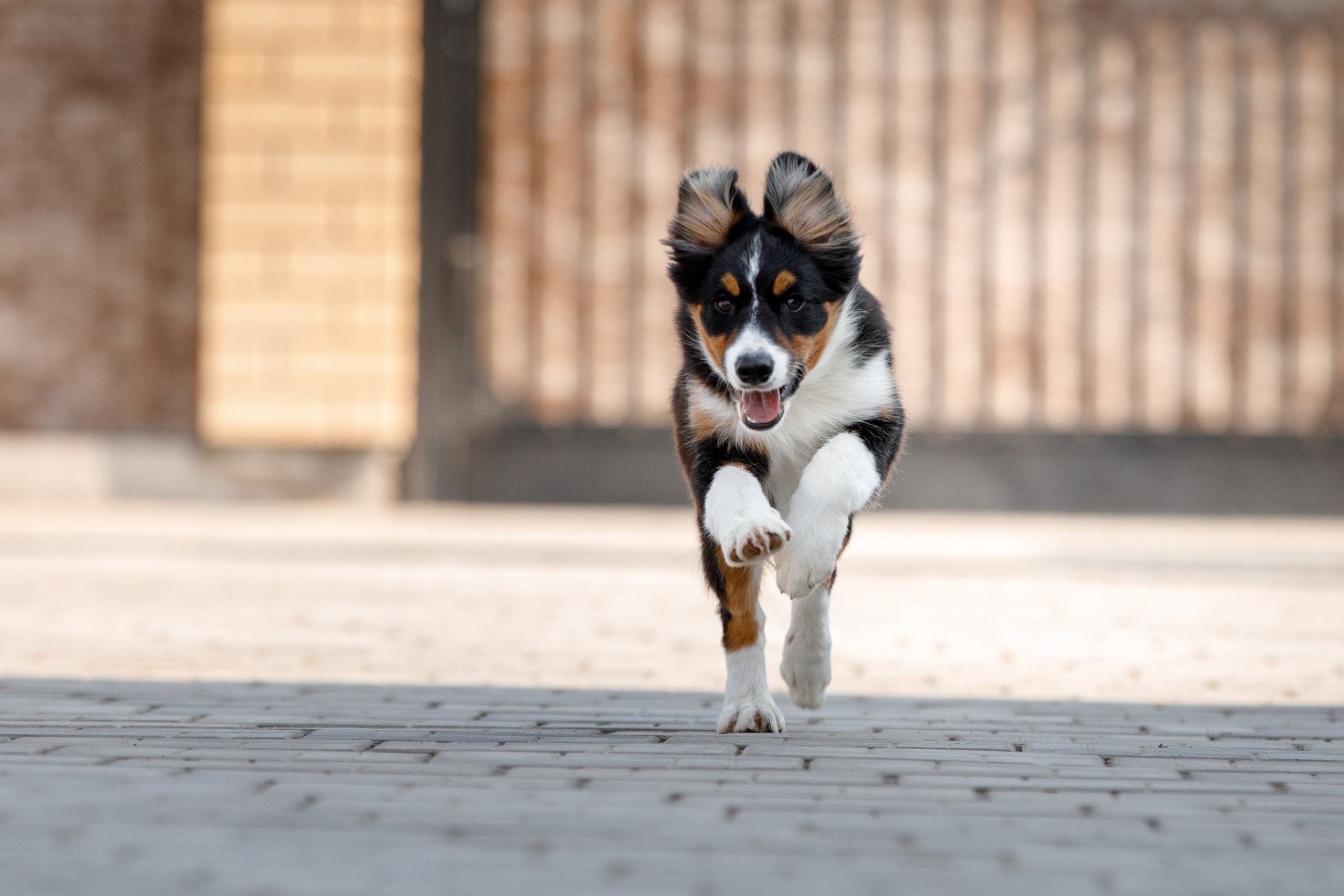 Смешарики. О нас