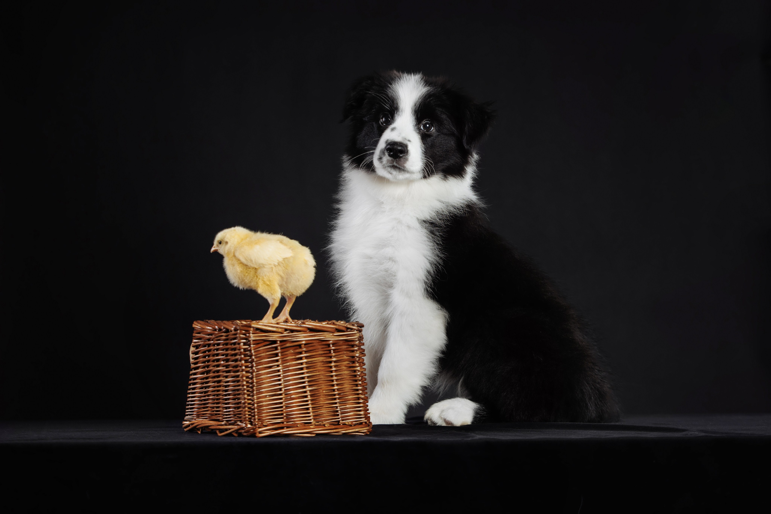 С цыпами. О нас