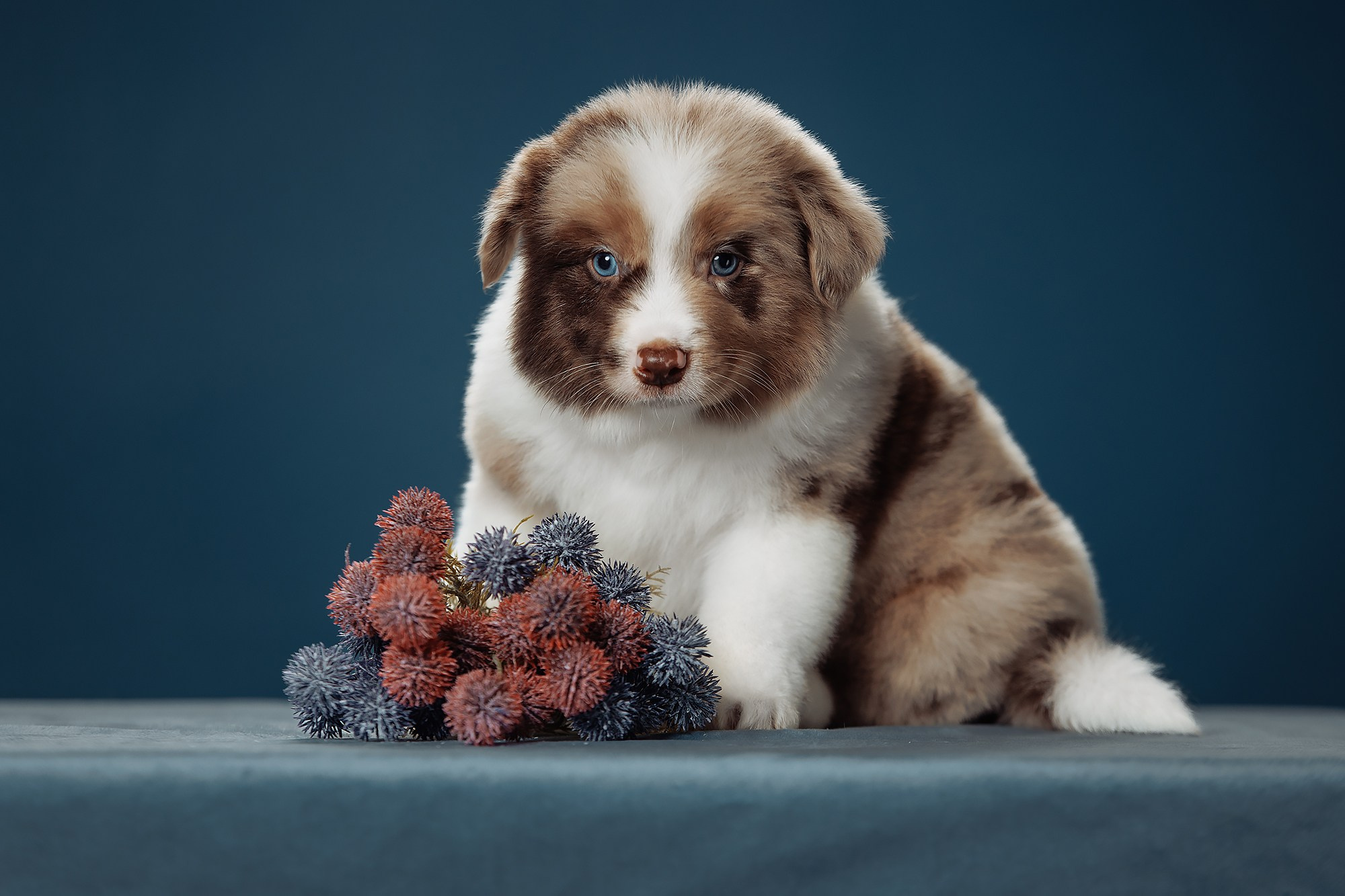 Синева. О нас