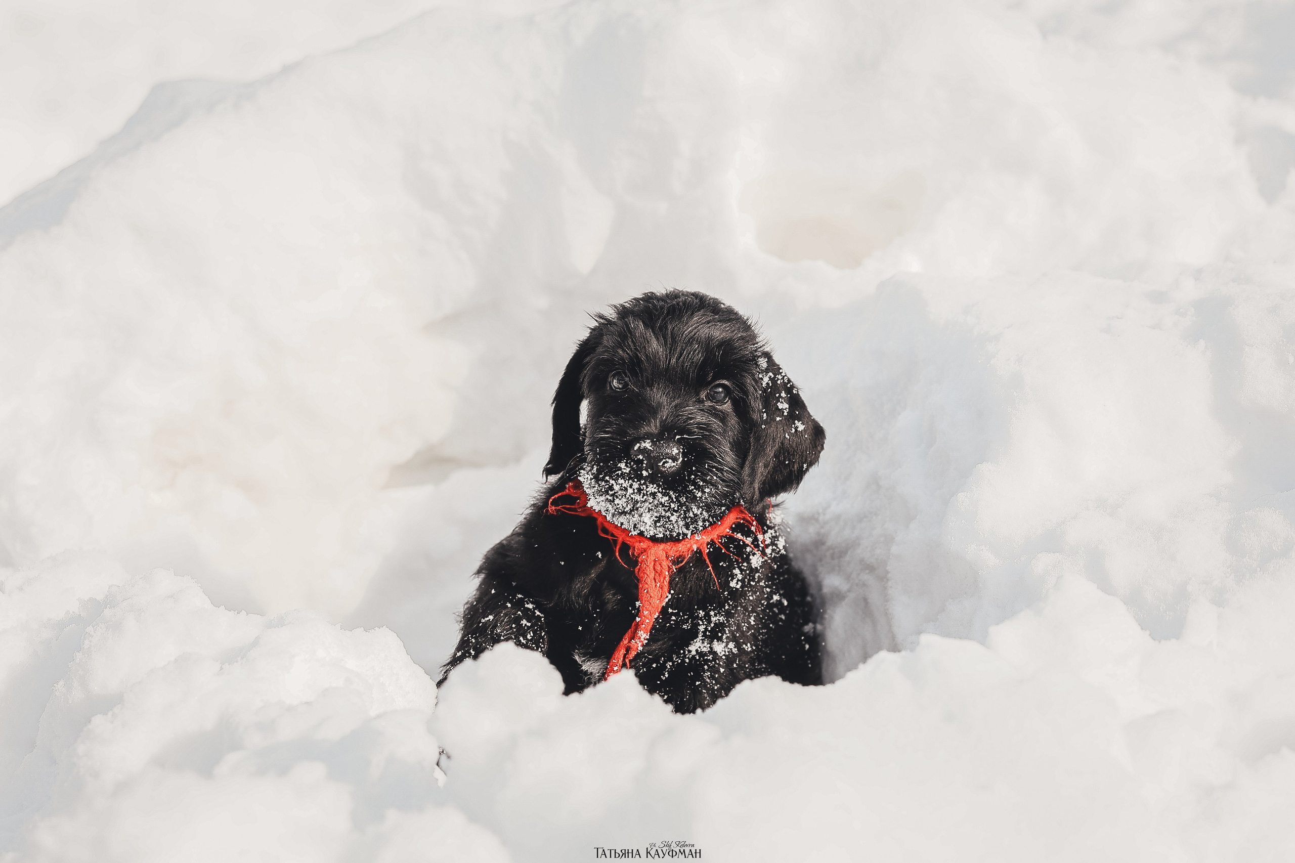 Ризеншнауцер, щенки ризеншнауцера, купить ризеншнауцера, купить щенка, ризеншнауцер Новосибирск, фотосъемка щенков, фотосессия собак, заказать фотосессию, фотографии щенков, сфотографировать щенка, фотограф Анималист, фотограф собак Новосибирск, фотограф анималист Новосибирск